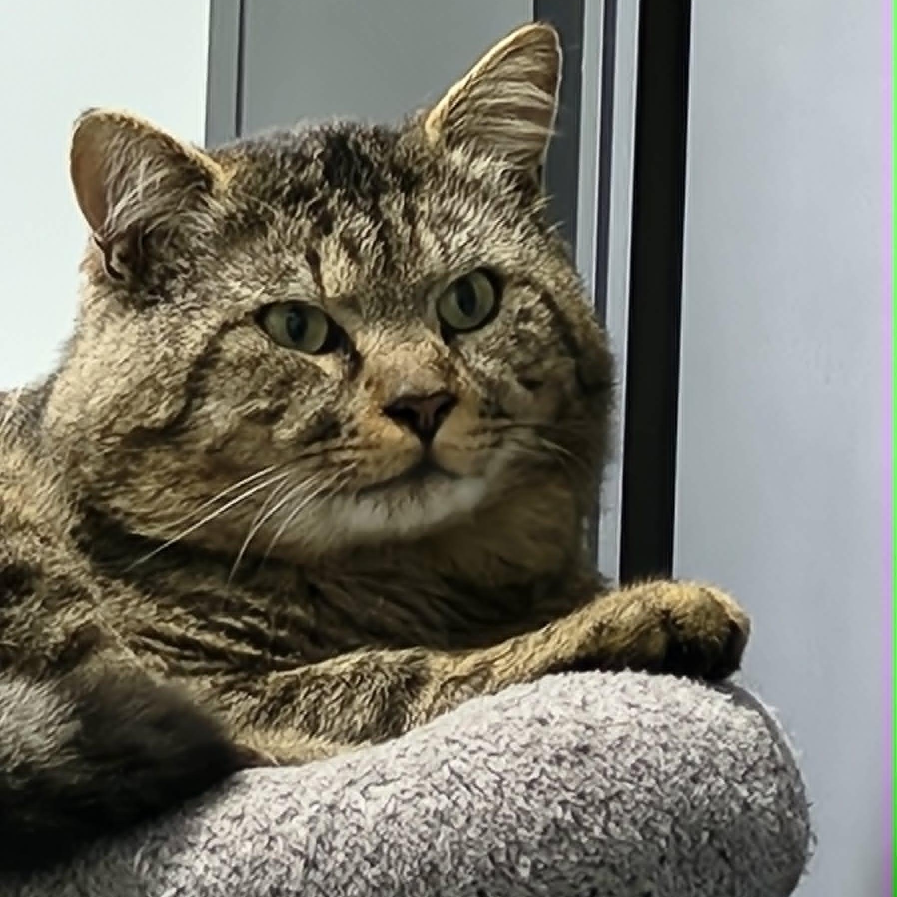 DALTON, Adoptable, Adult Male Domestic Short Hair.
