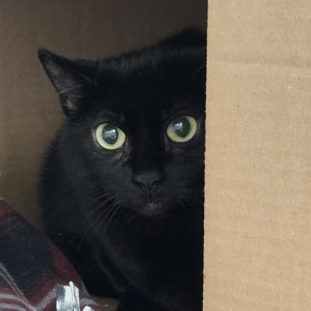 Simone, Adoptable, Senior Female Domestic Short Hair.