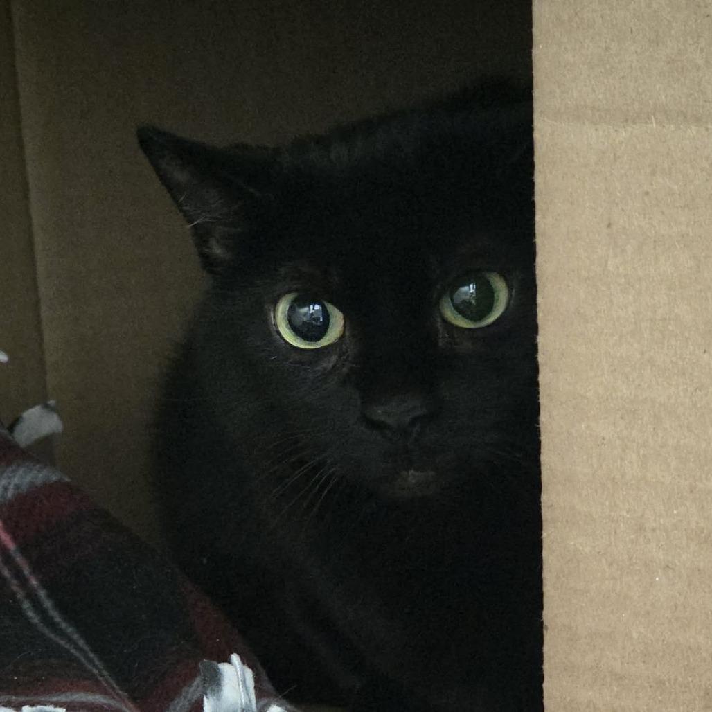 Enlarge Simone, a Adoptable Domestic Short Hair in Ballston Spa, NY image 2/2