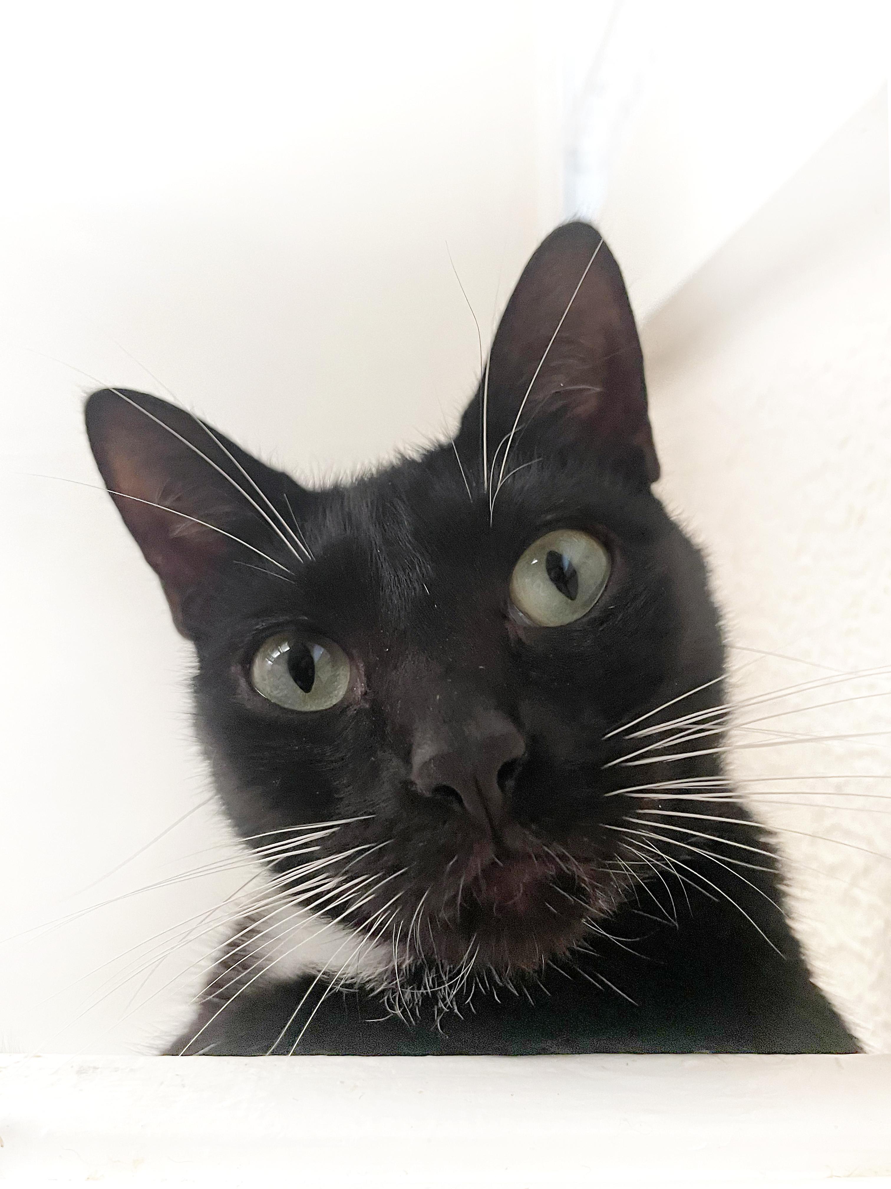 Enlarge River, a Adoptable Domestic Short Hair in Orlando, FL image 2/4