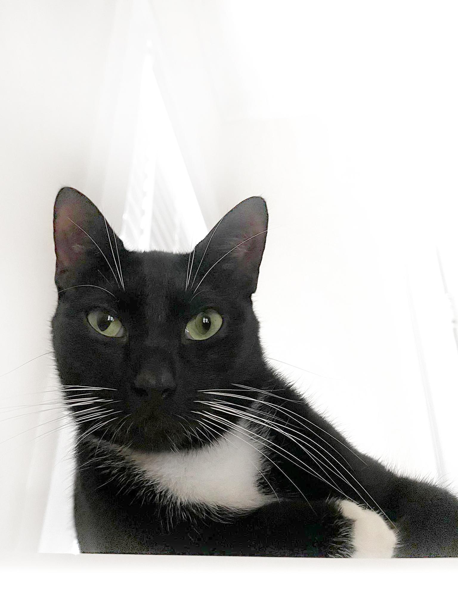 Enlarge River, a Adoptable Domestic Short Hair in Orlando, FL image 4/4