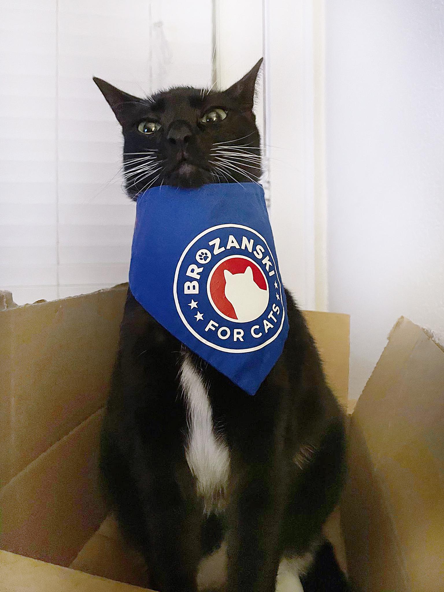 Enlarge River, a Adoptable Domestic Short Hair in Orlando, FL image 3/4