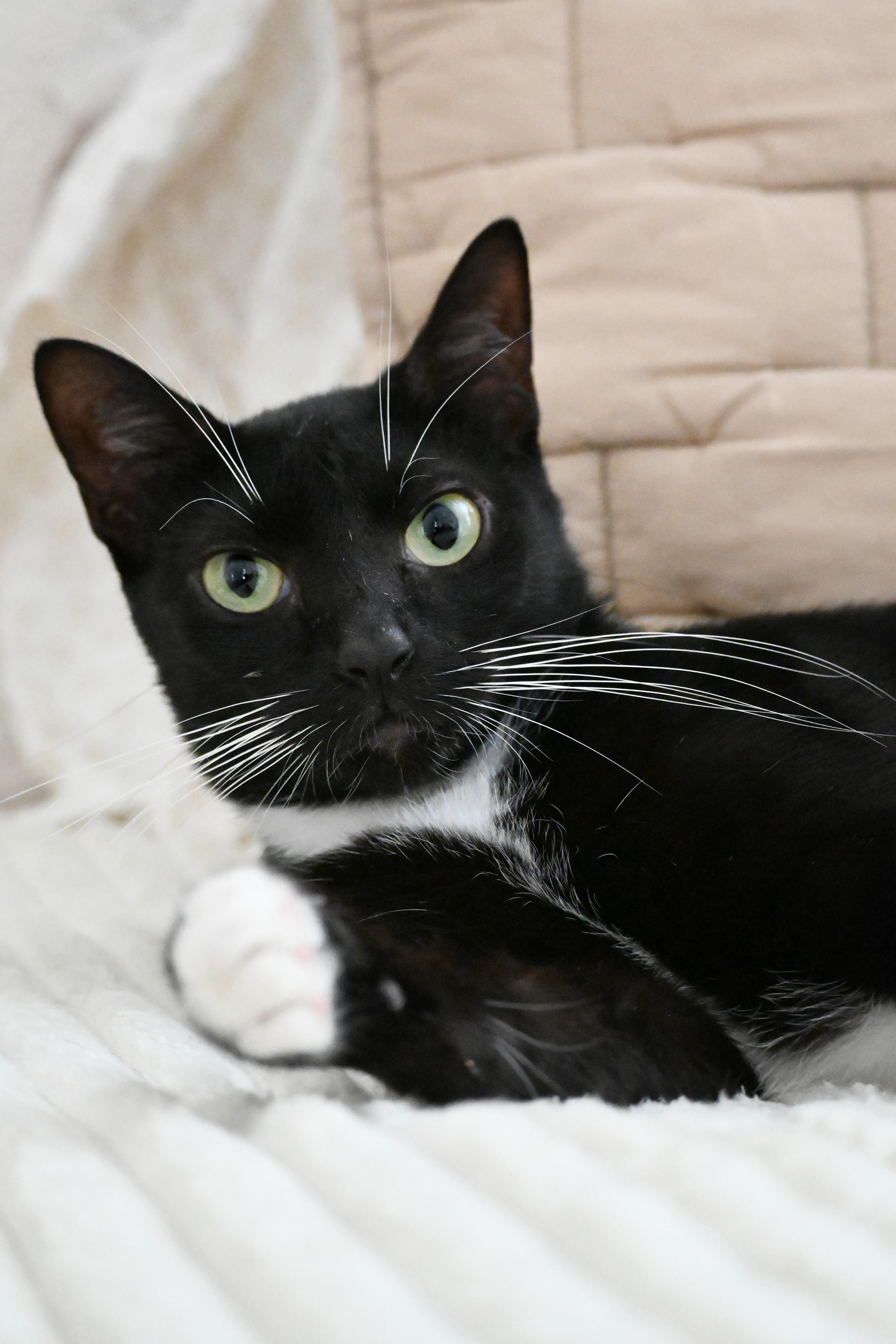 Enlarge River, a Adoptable Domestic Short Hair in Orlando, FL image 1/4