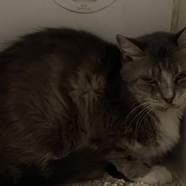 A613731, Adoptable, Adult Female Domestic Short Hair.