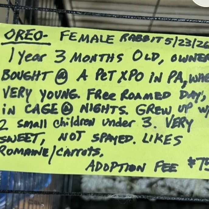 Oreo, a ADOPTABLE mixed breed in Hillsborough, NJ image 2/3