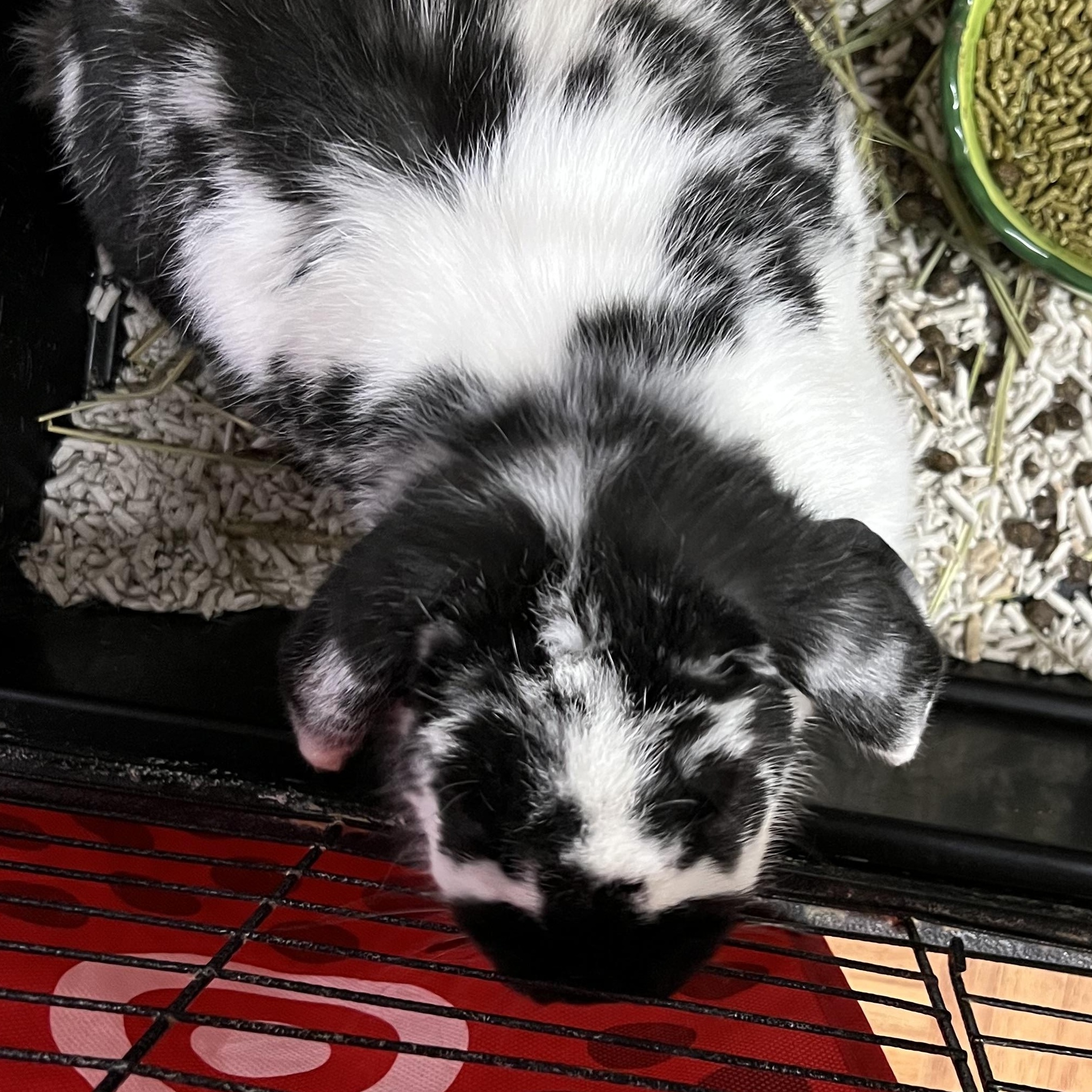 Oreo, a ADOPTABLE mixed breed in Hillsborough, NJ image 1/3