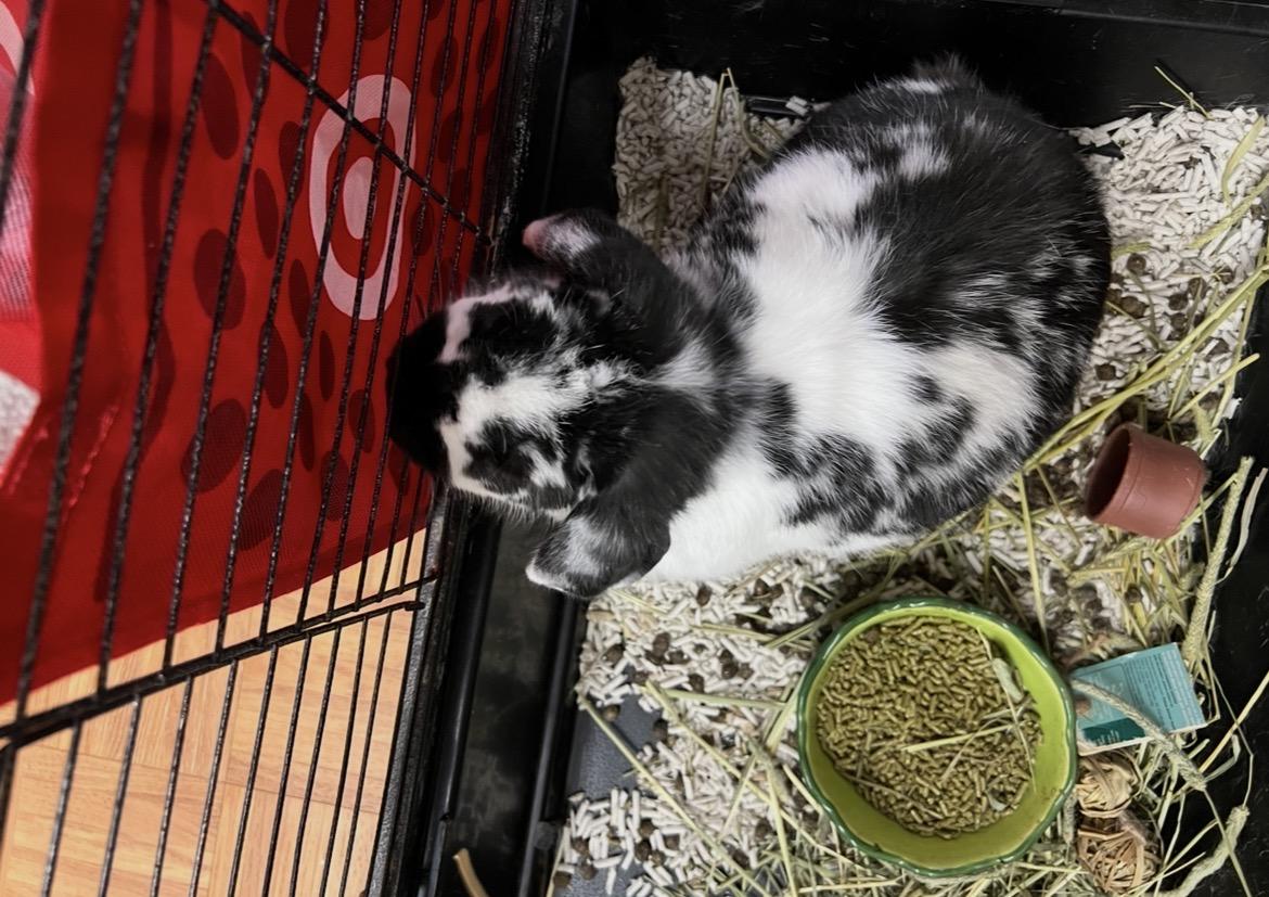 Oreo, a ADOPTABLE mixed breed in Hillsborough, NJ image 3/3