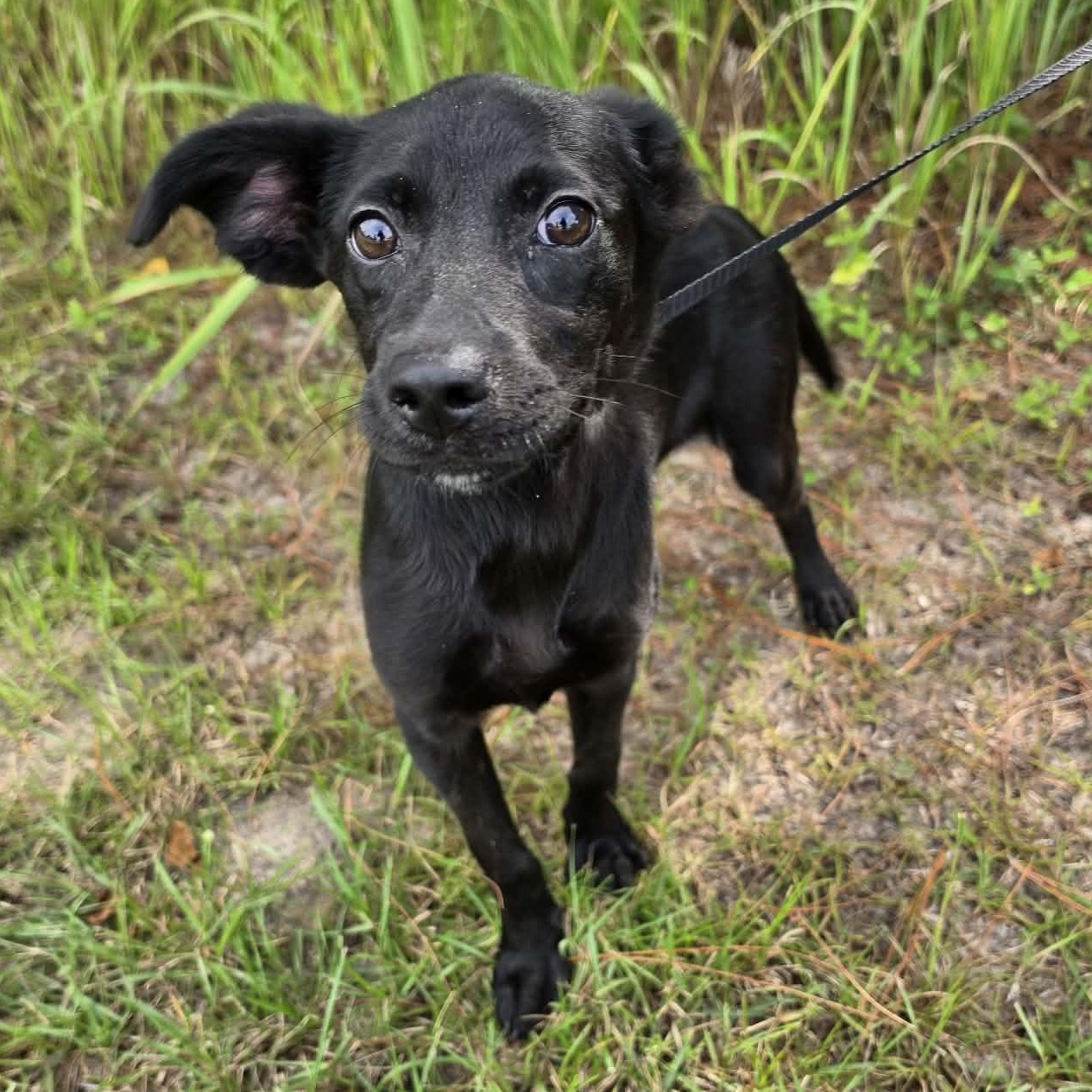 Enlarge Daisy Mae, a Adoptable mixed breed in Foley, AL image 5/6