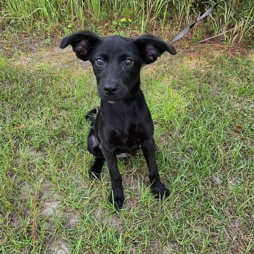 Enlarge Daisy Mae, a Adoptable mixed breed in Foley, AL image 2/6
