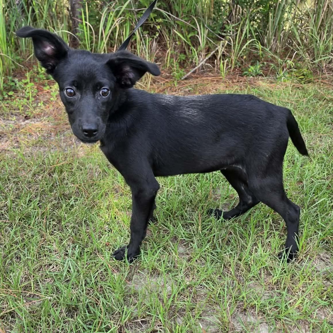 Enlarge Daisy Mae, a Adoptable mixed breed in Foley, AL image 3/6