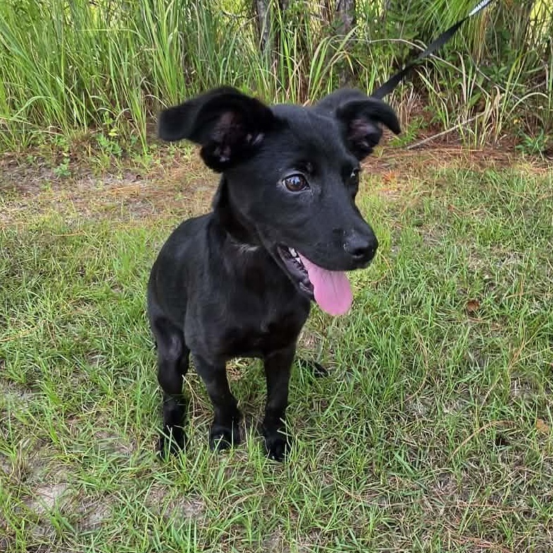 Enlarge Daisy Mae, a Adoptable mixed breed in Foley, AL image 4/6