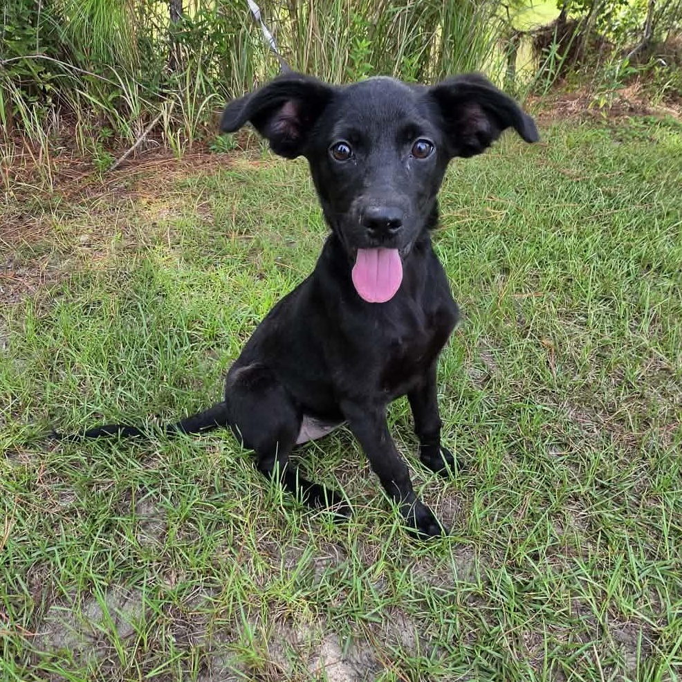 Enlarge Daisy Mae, a Adoptable mixed breed in Foley, AL image 1/6
