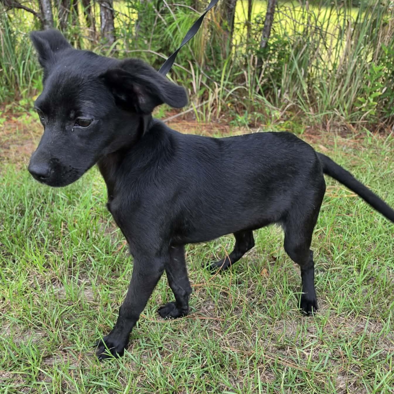 Enlarge Daisy Mae, a Adoptable mixed breed in Foley, AL image 6/6