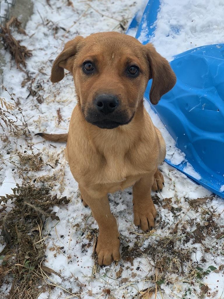 Jalapeno, ADOPTABLE, Puppy Male Mixed Breed.