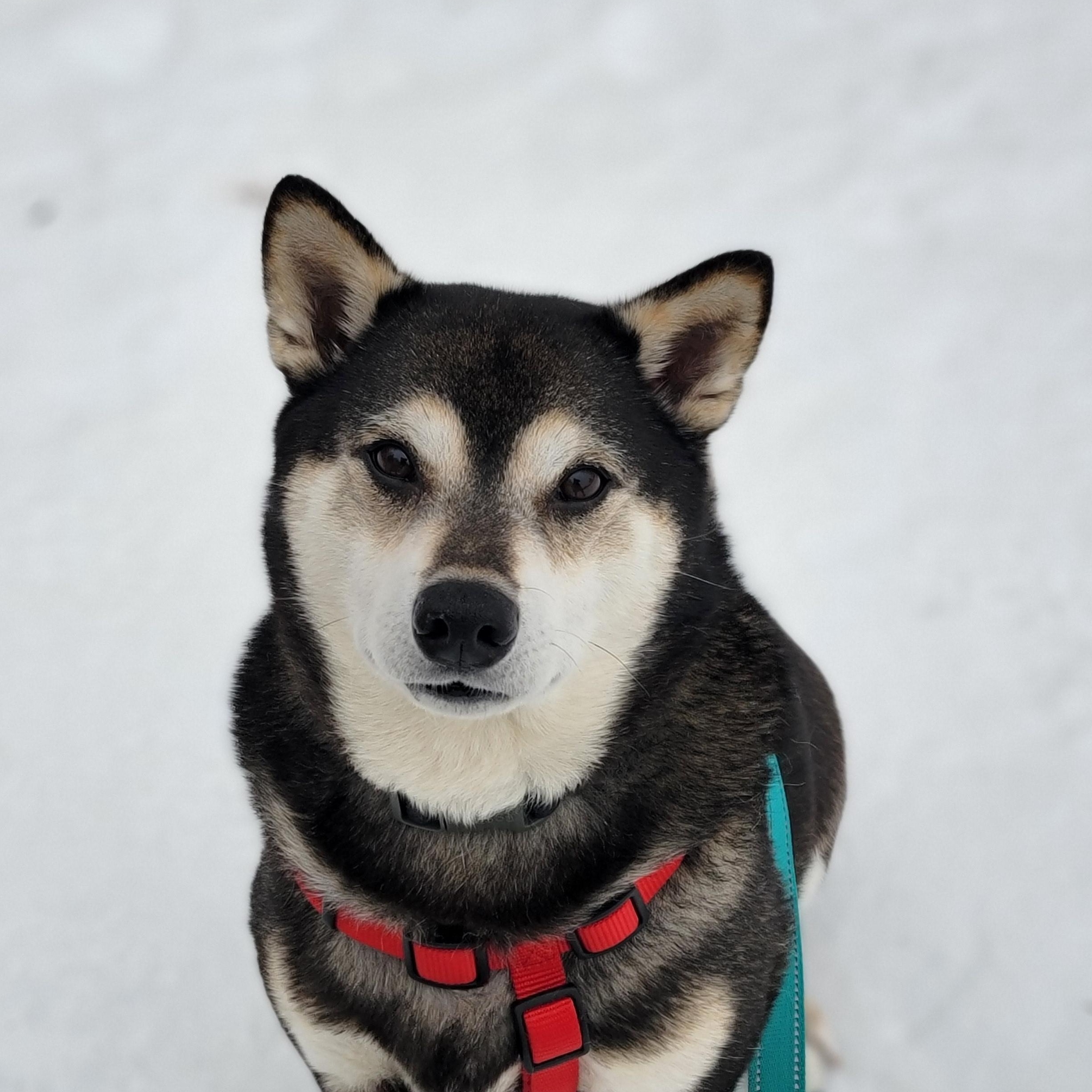 Enlarge Murray, a ADOPTABLE Shiba Inu in Minneapolis, MN image 4/6