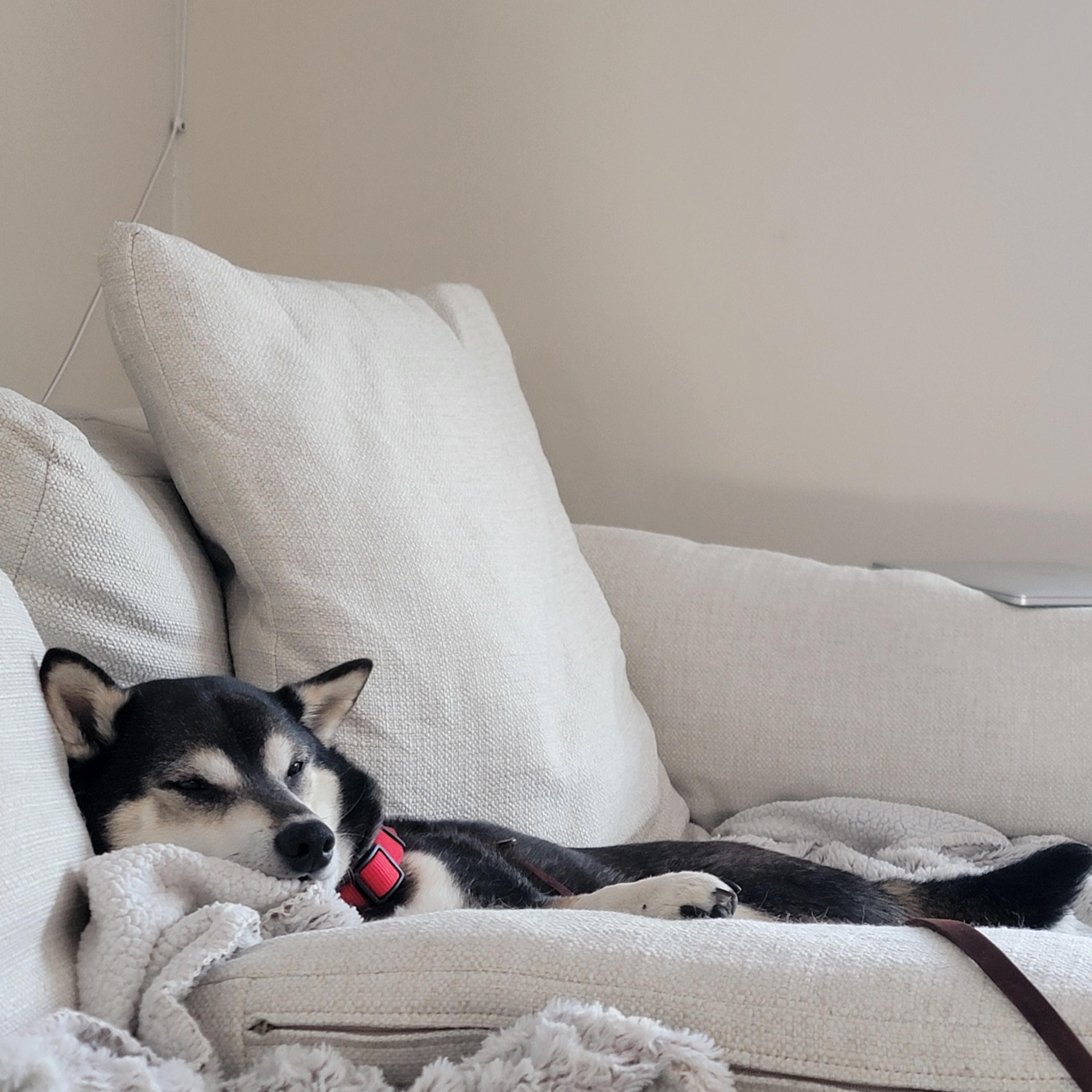 Enlarge Murray, a ADOPTABLE Shiba Inu in Minneapolis, MN image 2/6