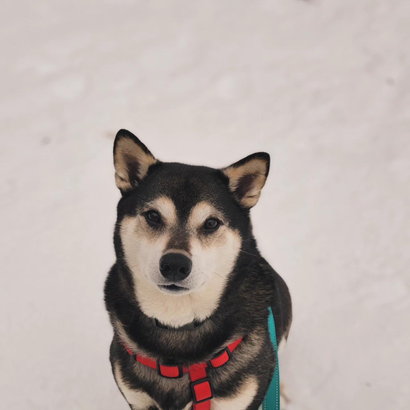 Enlarge Murray, a ADOPTABLE Shiba Inu in Minneapolis, MN image 1/6