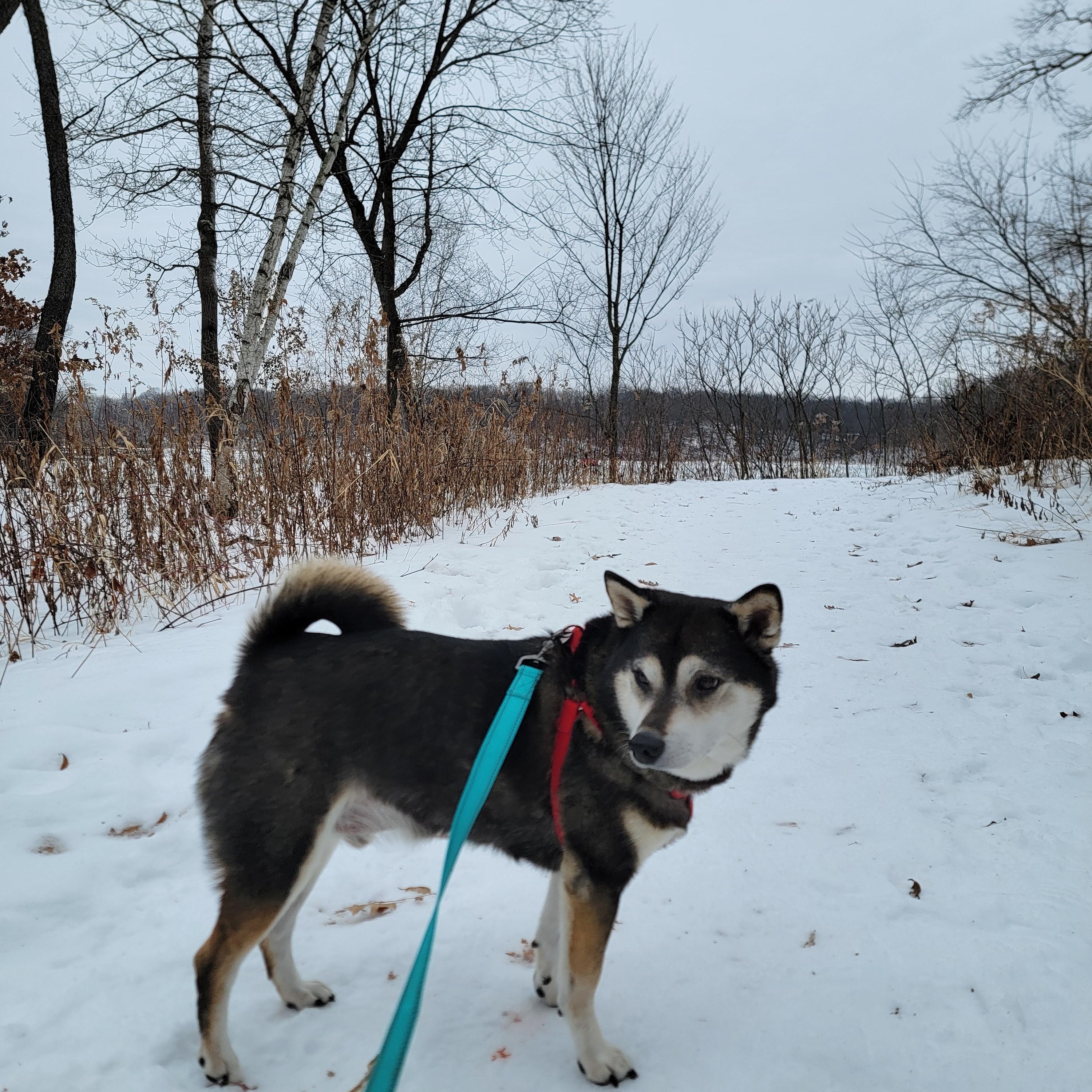 Enlarge Murray, a ADOPTABLE Shiba Inu in Minneapolis, MN image 5/6