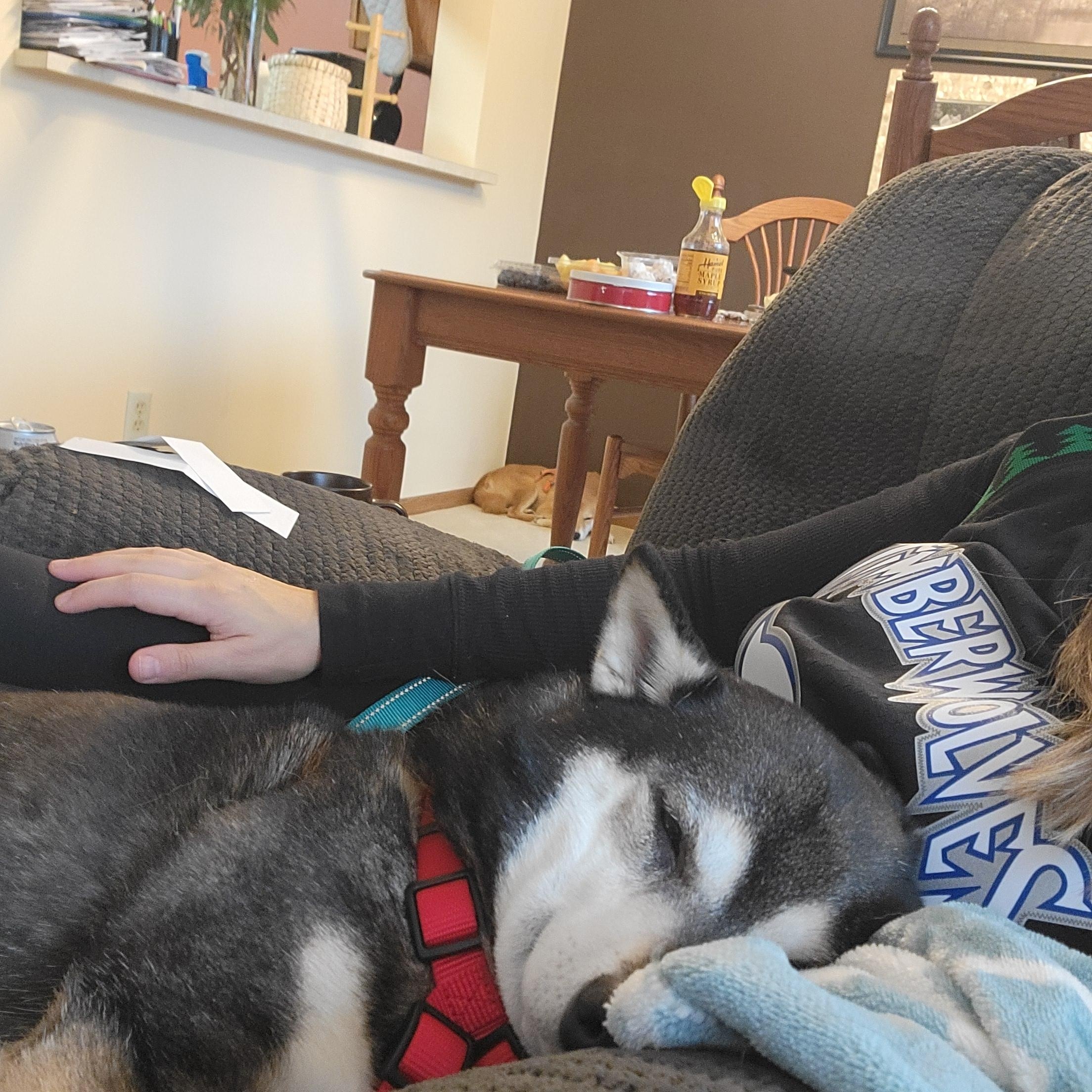 Enlarge Murray, a ADOPTABLE Shiba Inu in Minneapolis, MN image 3/6