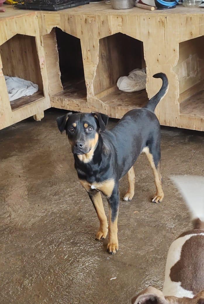 Enlarge KURT, a Adoptable Mixed Breed in Nogales, SON image 1/1