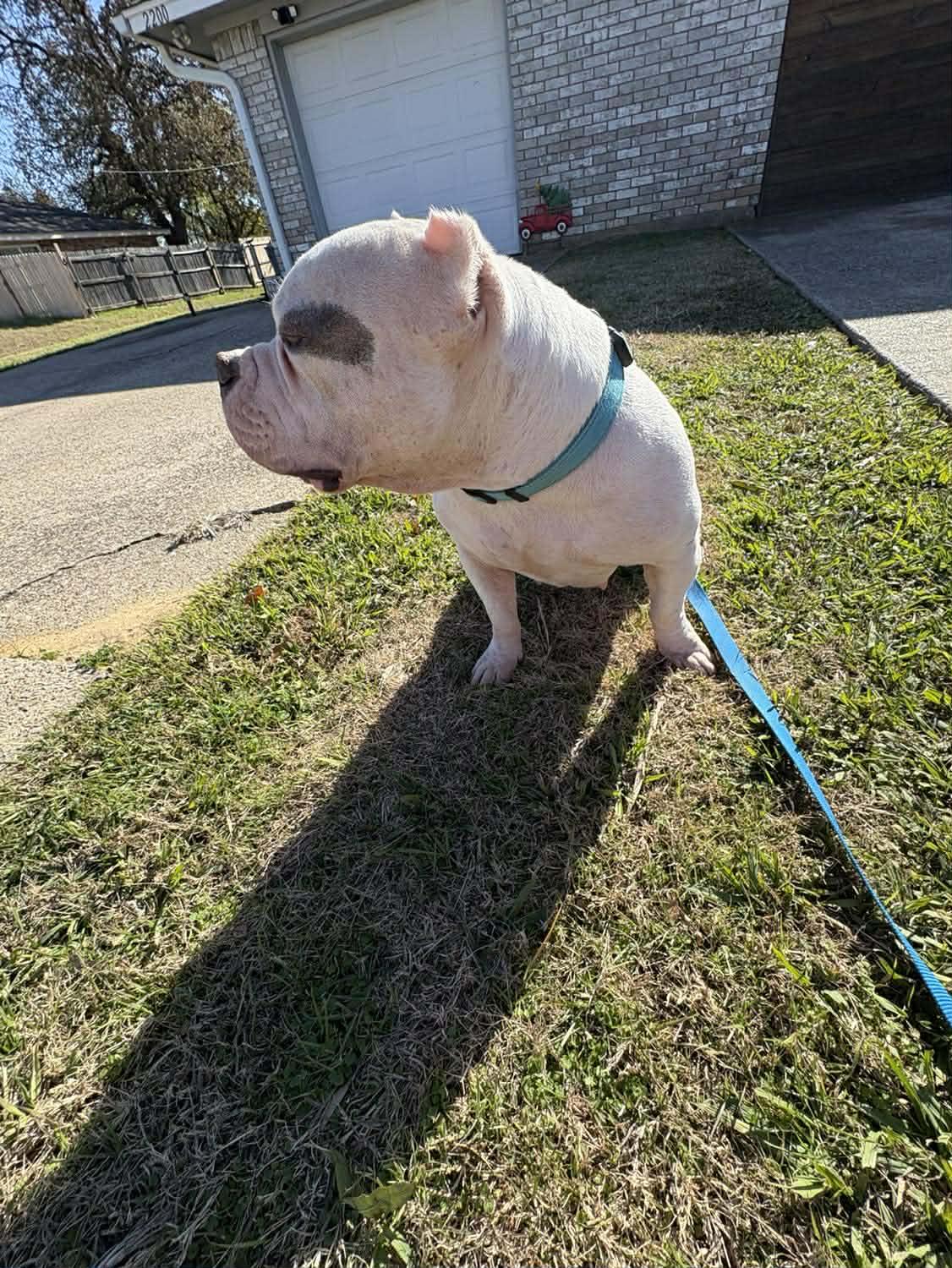 Kiki, a Adoptable Pit Bull Terrier in Arlee, MT image 5/6