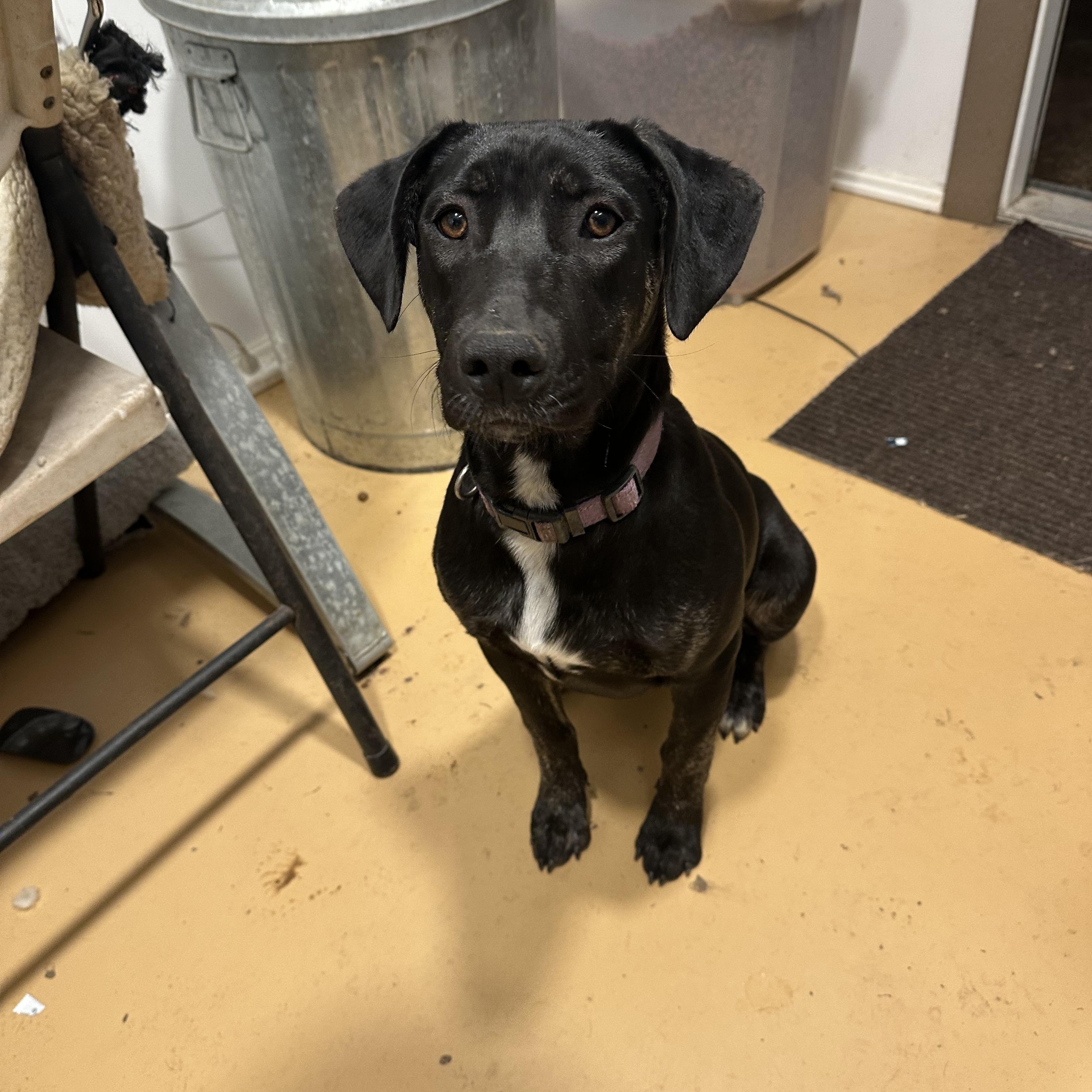 Diva, an adoptable Labrador Retriever in Bangor, ME, 04401 | Photo Image 3