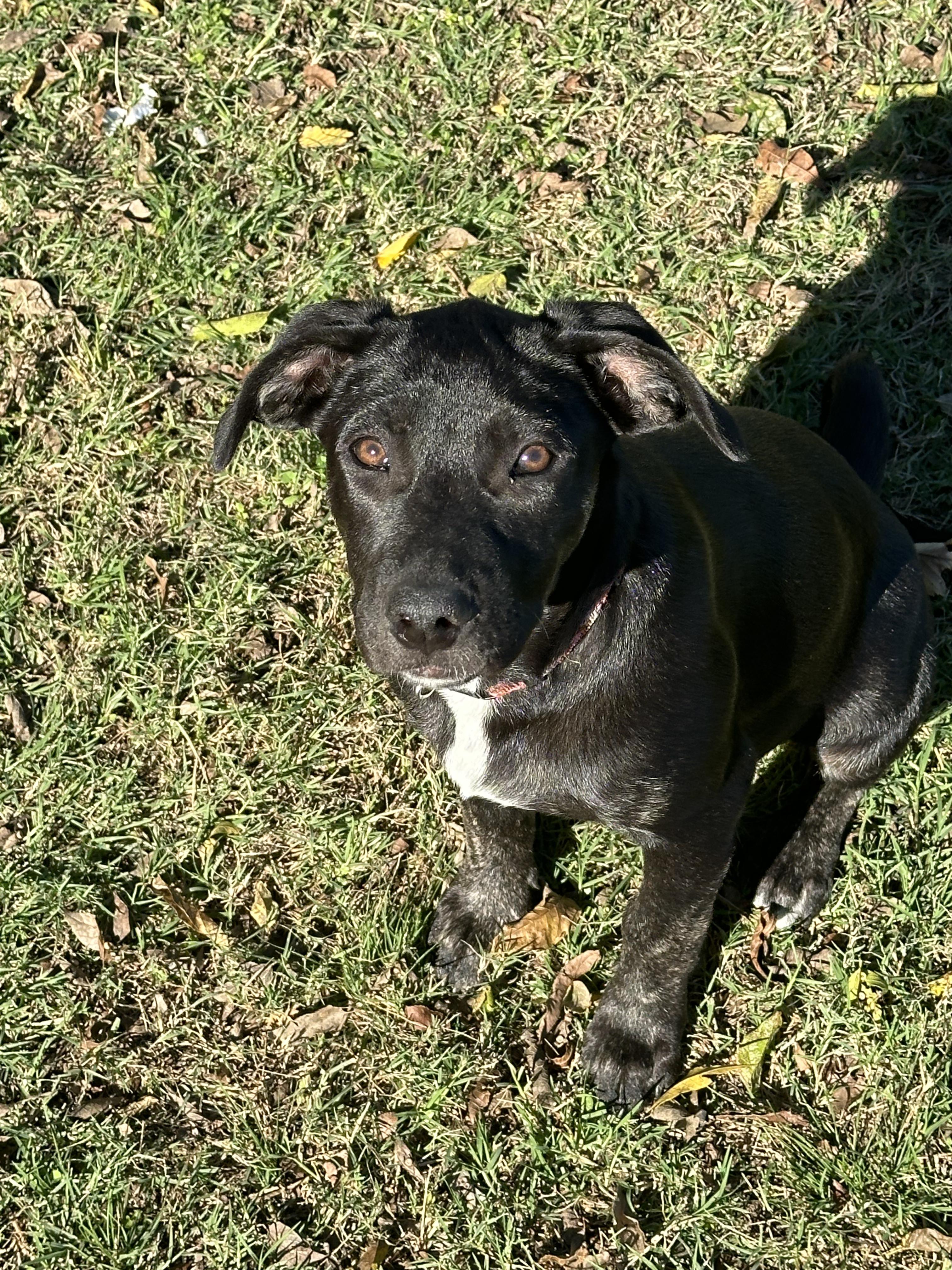 Diva, an adoptable Labrador Retriever in Bangor, ME, 04401 | Photo Image 5