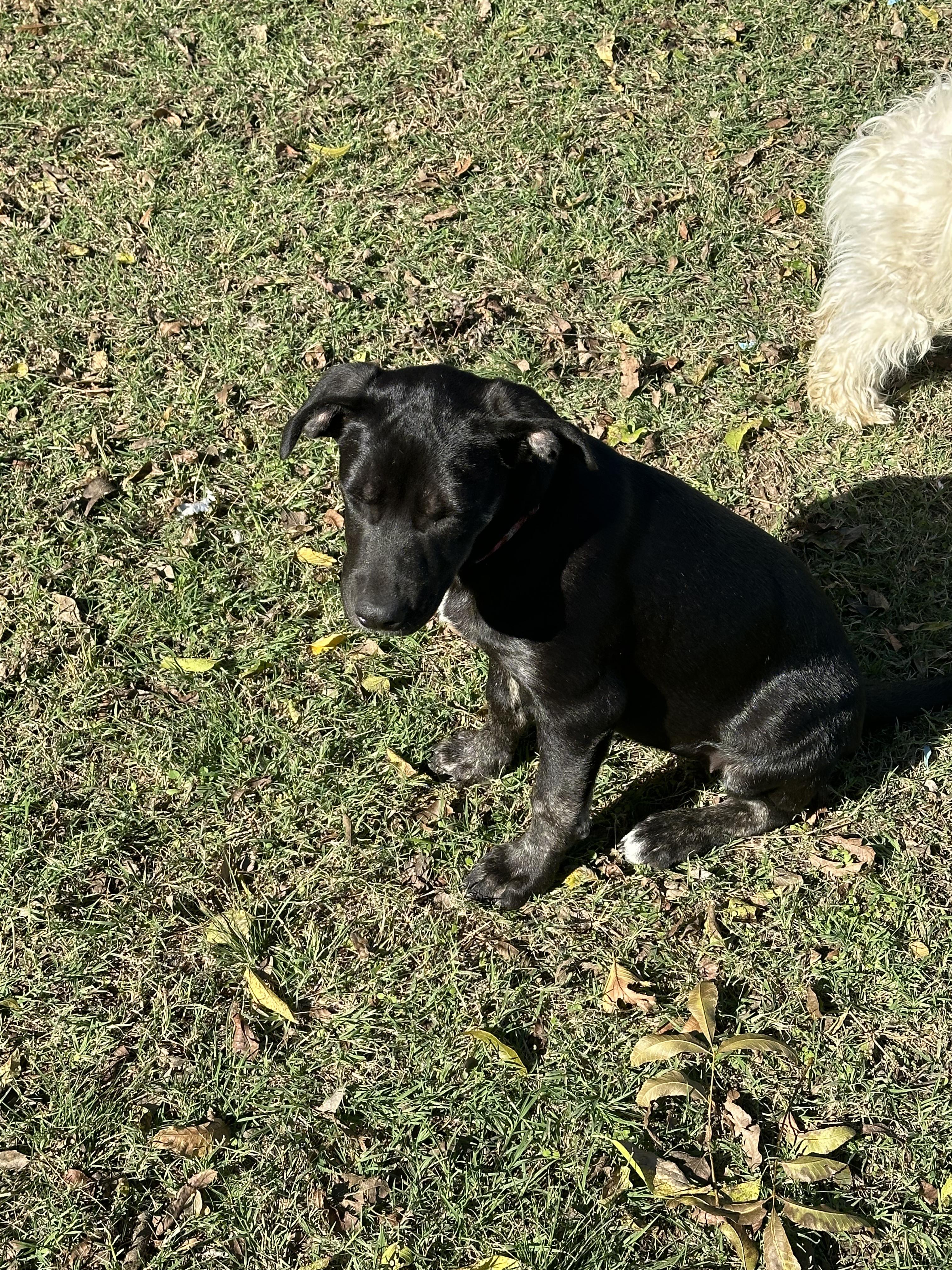 Diva, an adoptable Labrador Retriever in Bangor, ME, 04401 | Photo Image 4
