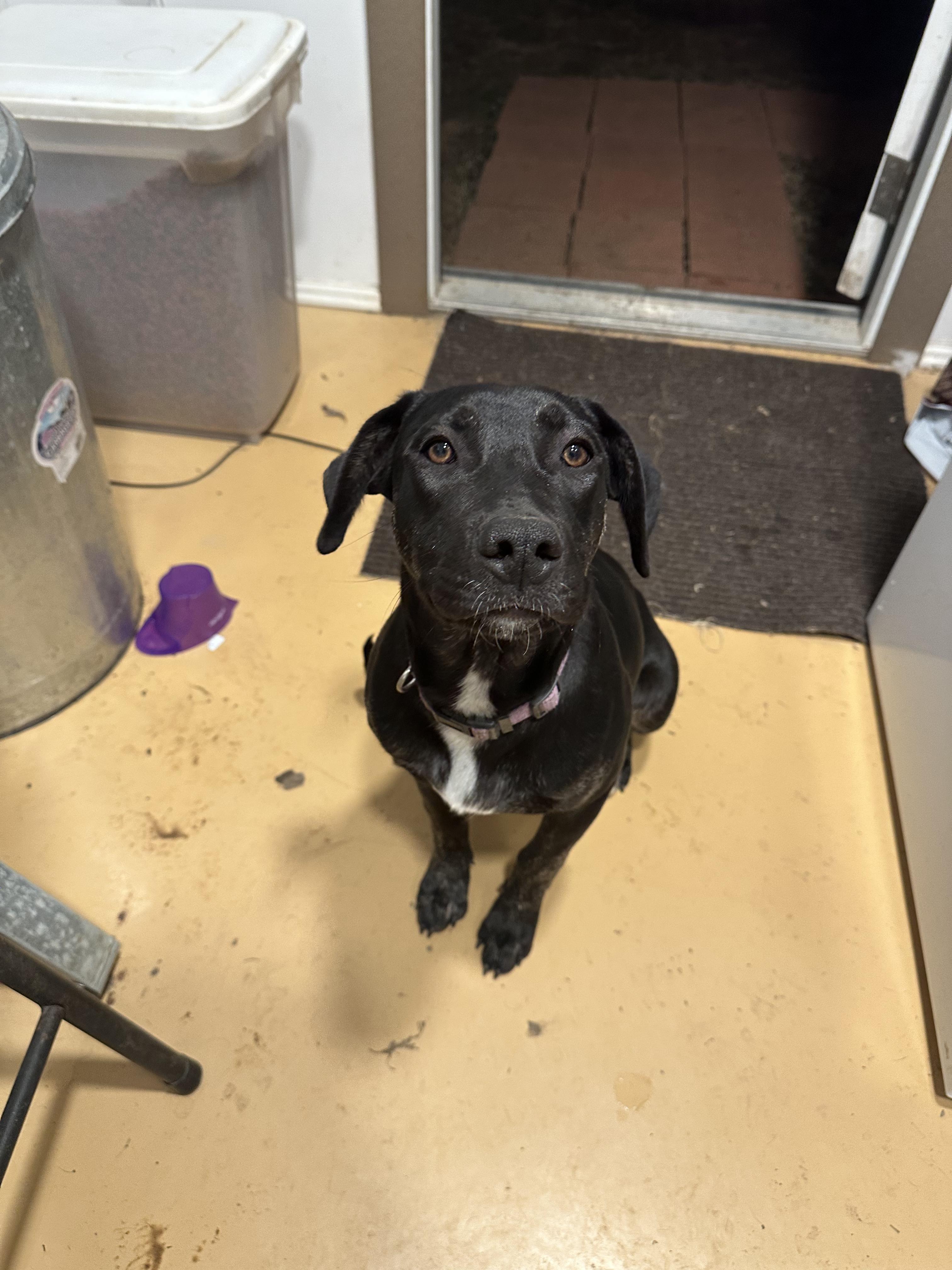 Diva, an adoptable Labrador Retriever in Bangor, ME, 04401 | Photo Image 6
