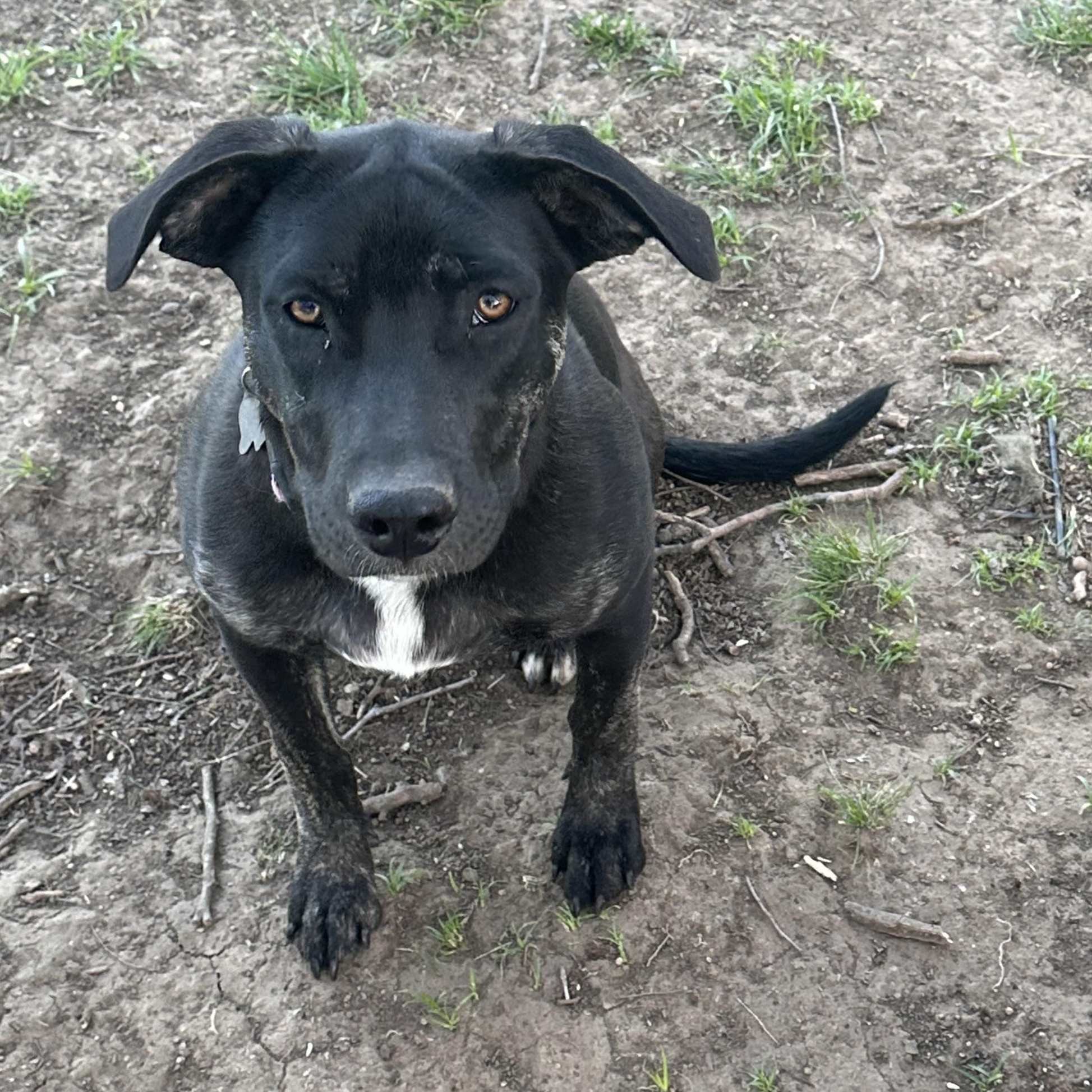 Diva, an adoptable Labrador Retriever in Bangor, ME, 04401 | Photo Image 2