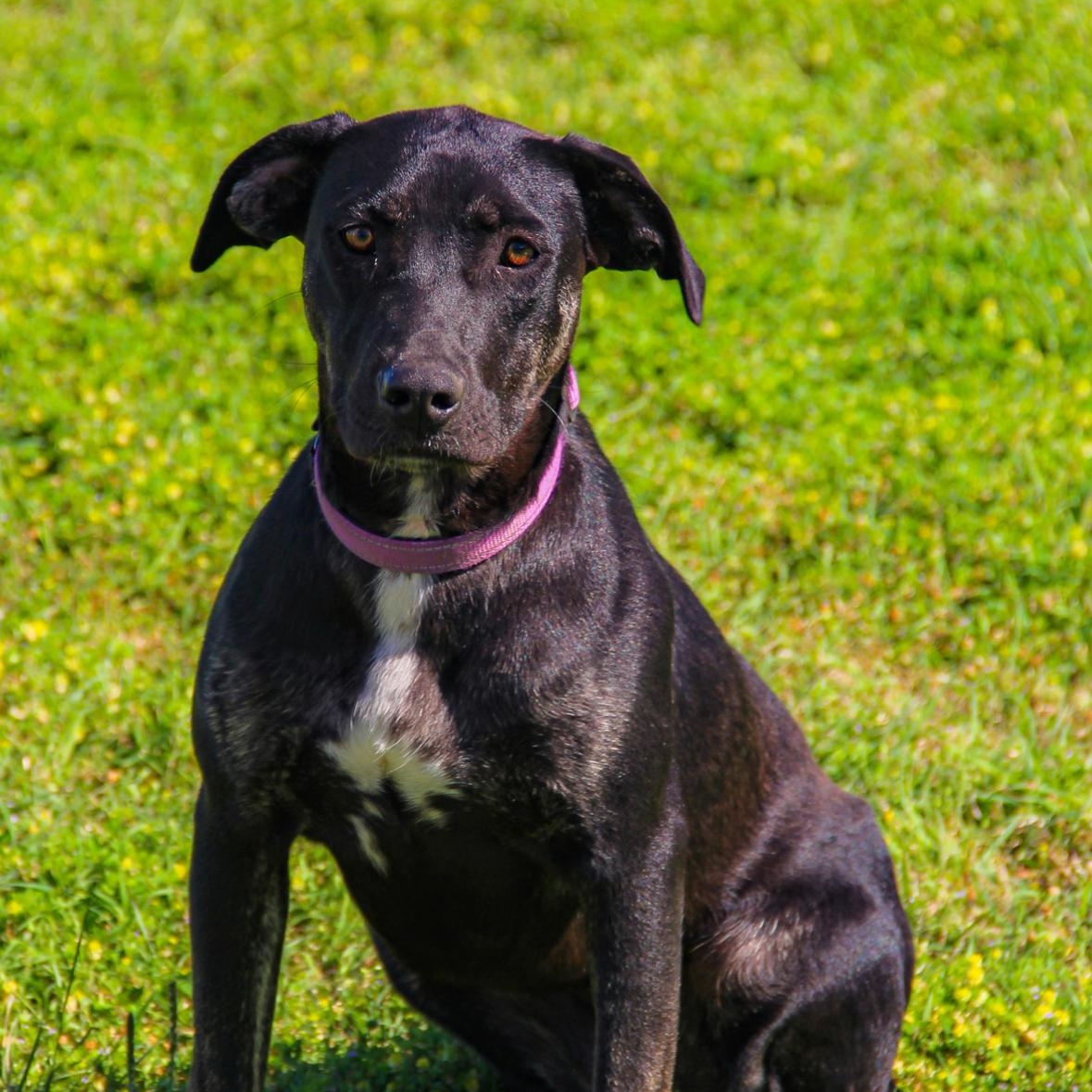 Diva, an adoptable Labrador Retriever in Bangor, ME, 04401 | Photo Image 1