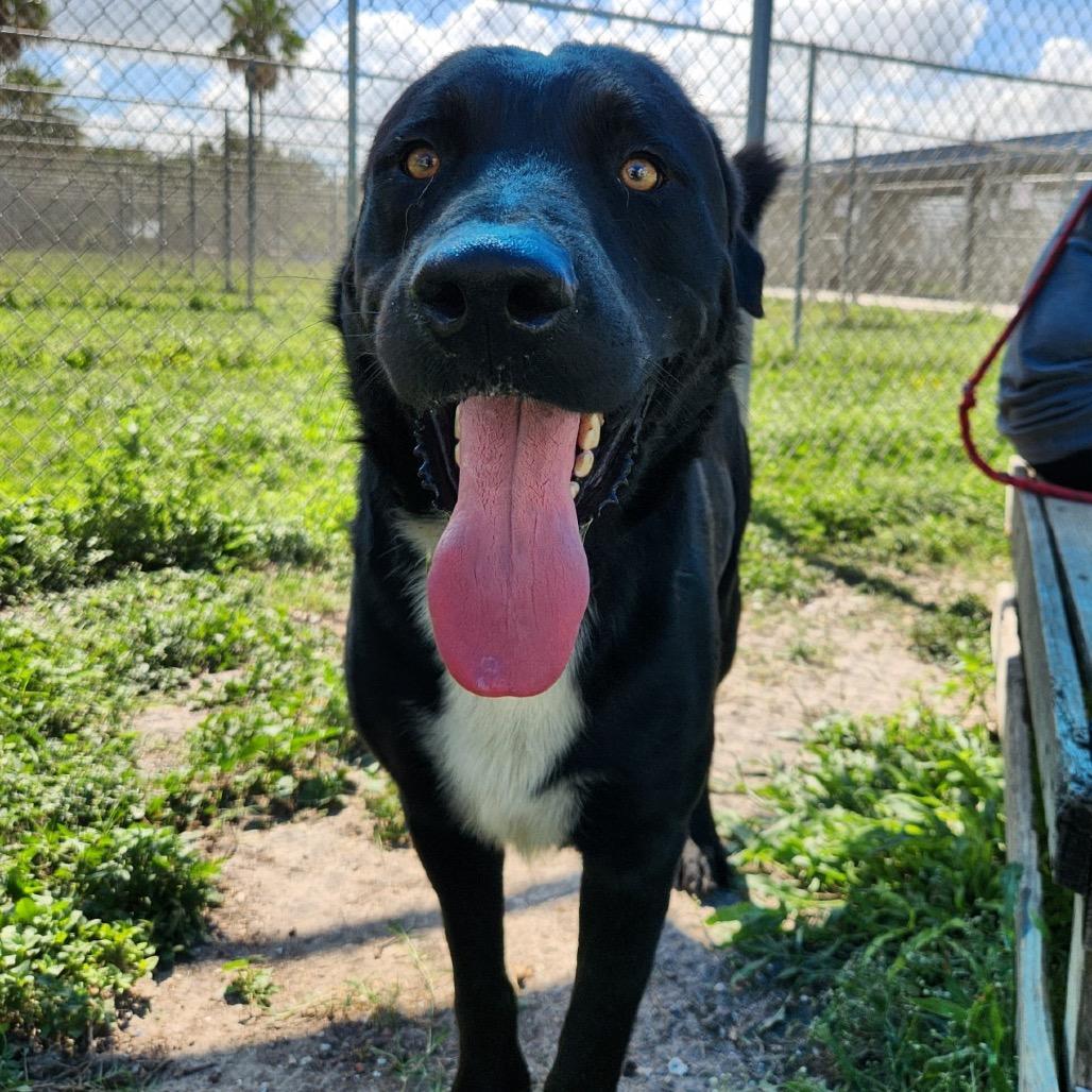 Comet, Adoptable, Adult Male Labrador Retriever & Mixed Breed.