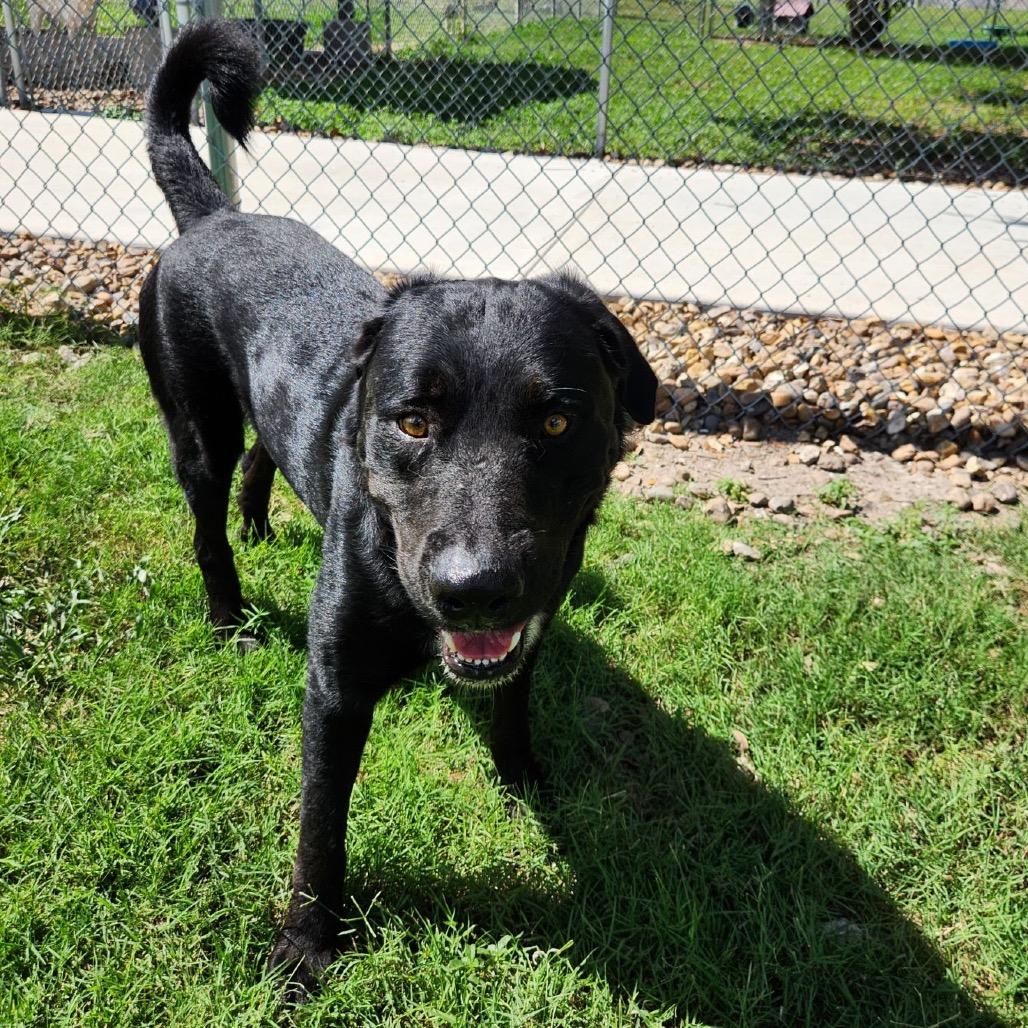 Comet, a Adoptable mixed breed in Corpus Christi, TX image 2/6