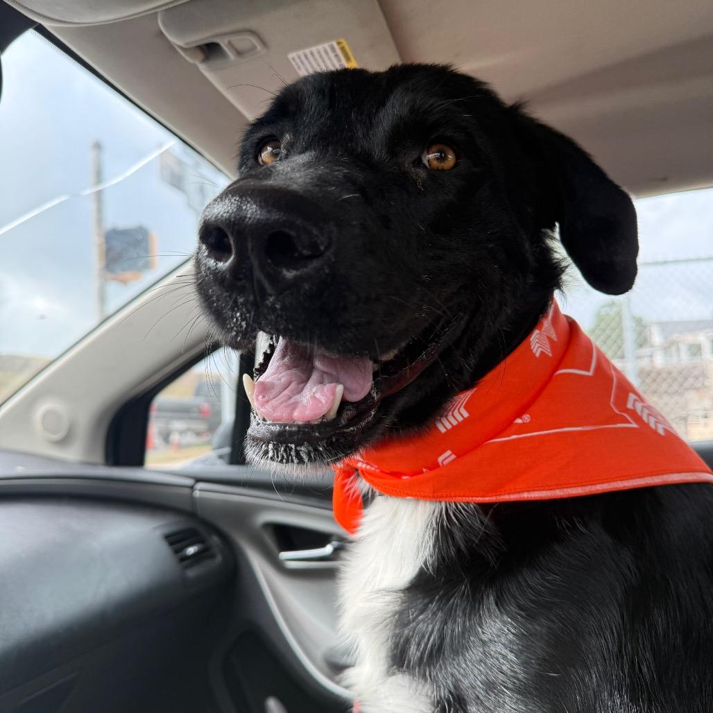 Comet, a Adoptable mixed breed in Corpus Christi, TX image 4/6