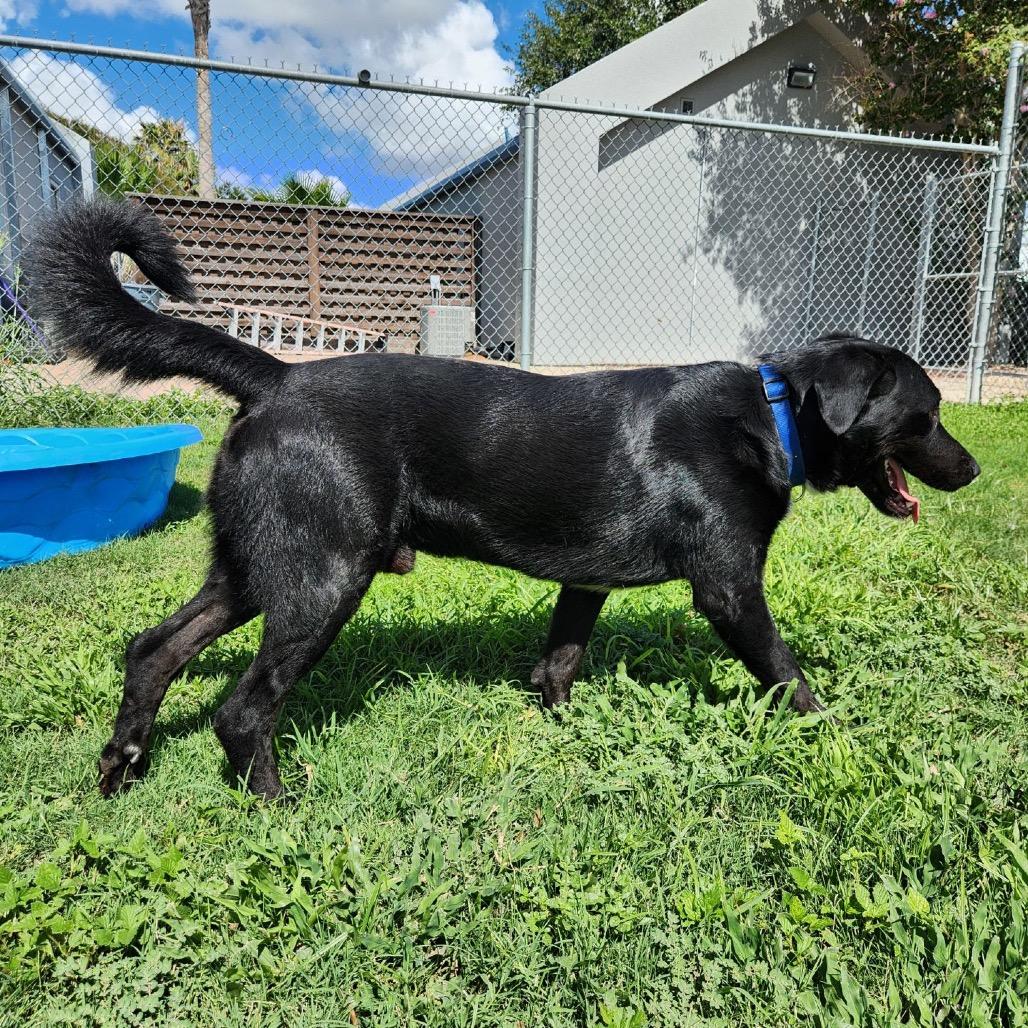 Comet, a Adoptable mixed breed in Corpus Christi, TX image 6/6