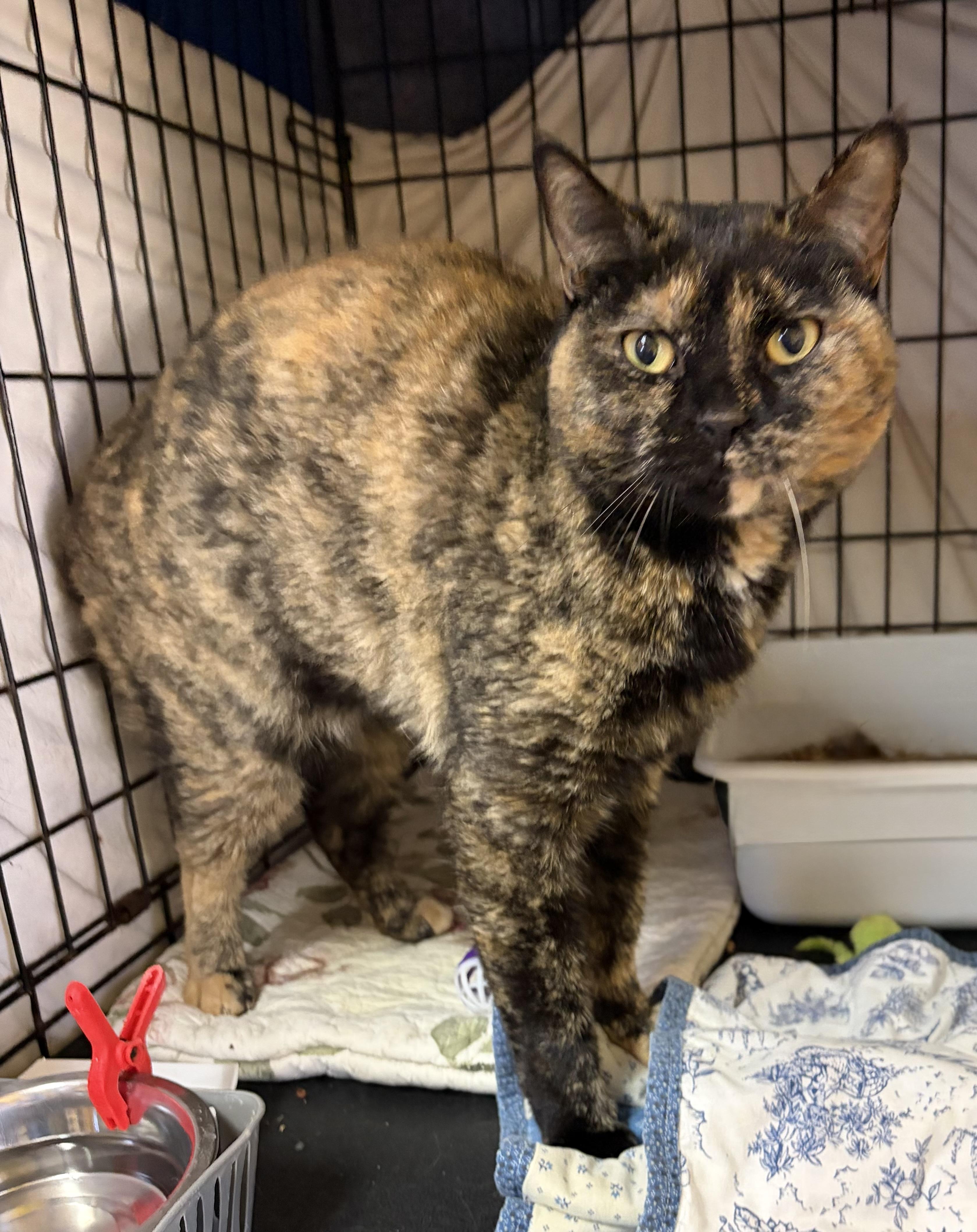 Enlarge Primrose, an adoptable Domestic Short Hair in Cortland, NY image 1/6