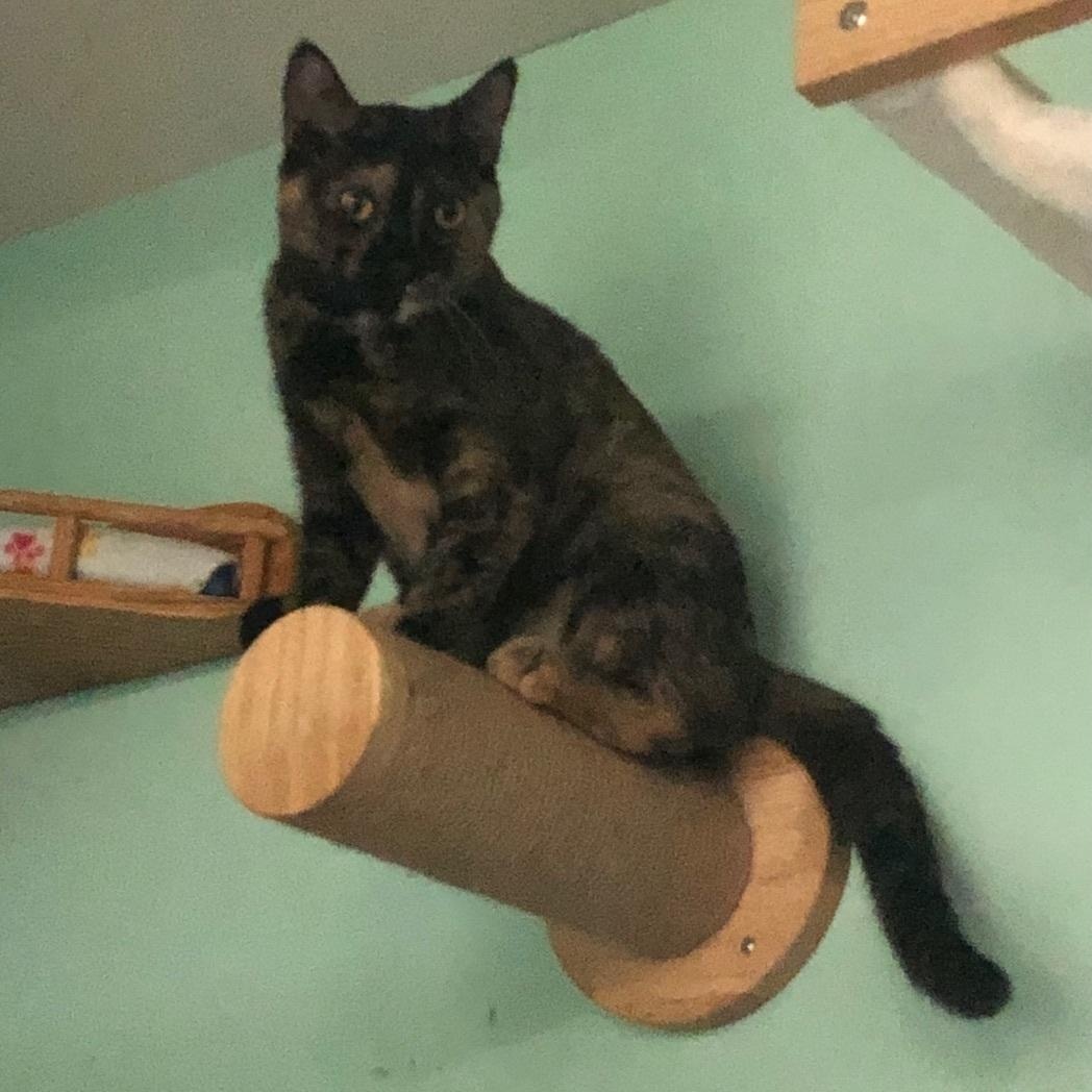 Primrose/Rosie, a Adoptable Domestic Short Hair in Cortland, NY image 3/5