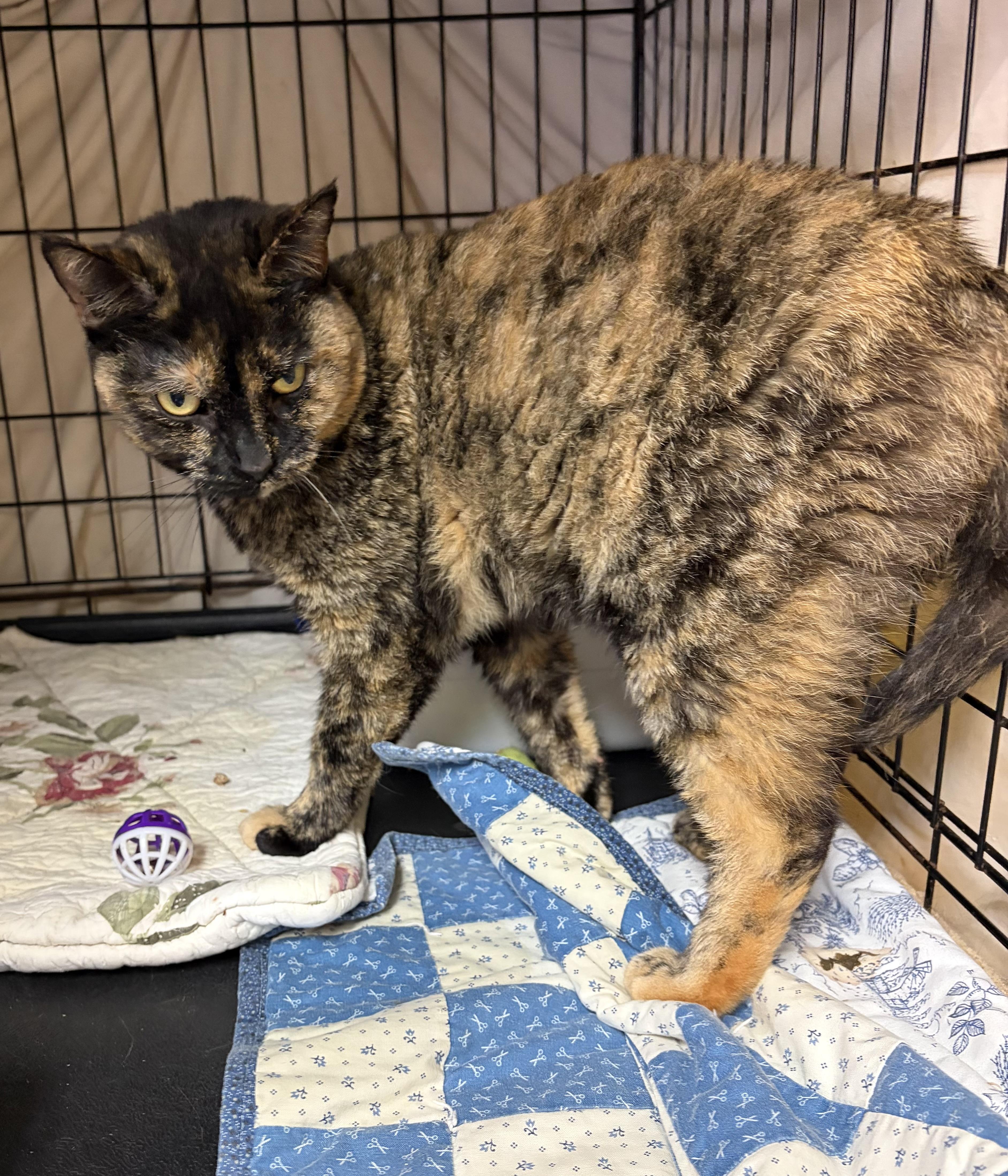 Enlarge Primrose, an adoptable Domestic Short Hair in Cortland, NY image 6/6