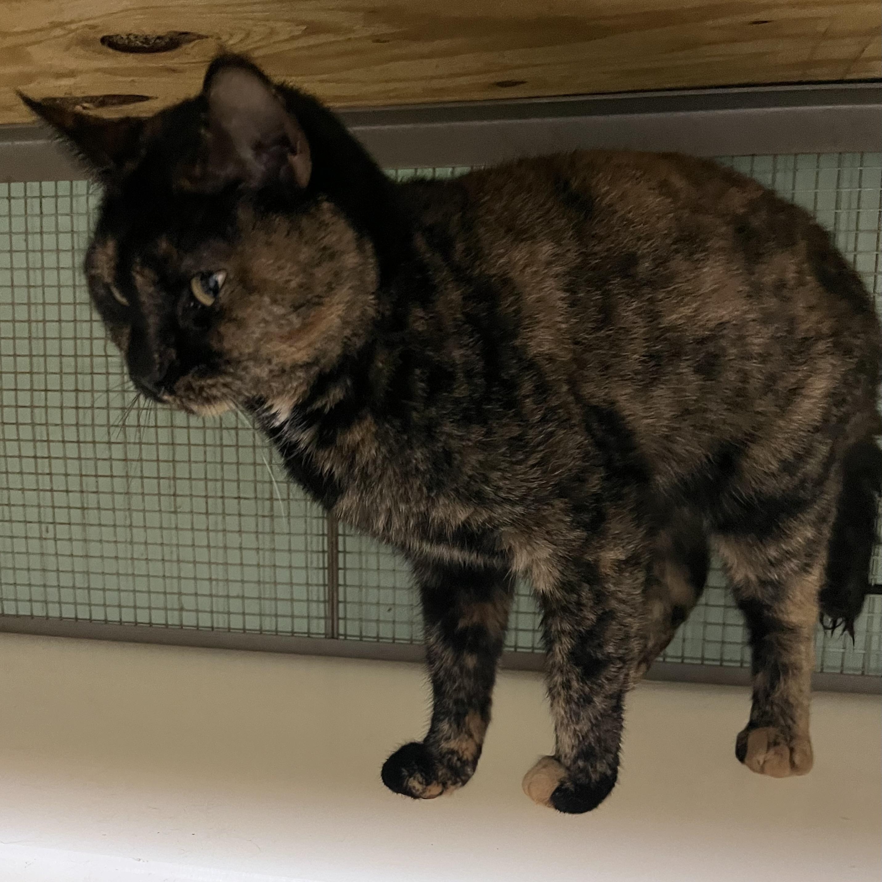 Primrose/Rosie, Adoptable, Adult Female Domestic Short Hair.