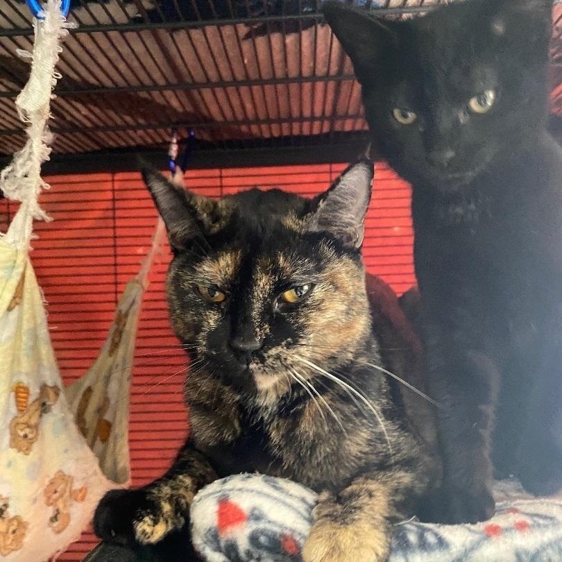 Primrose/Rosie, a Adoptable Domestic Short Hair in Cortland, NY image 5/5