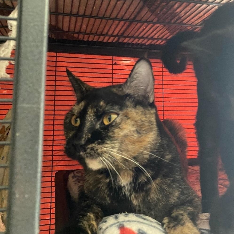 Primrose/Rosie, a Adoptable Domestic Short Hair in Cortland, NY image 4/5