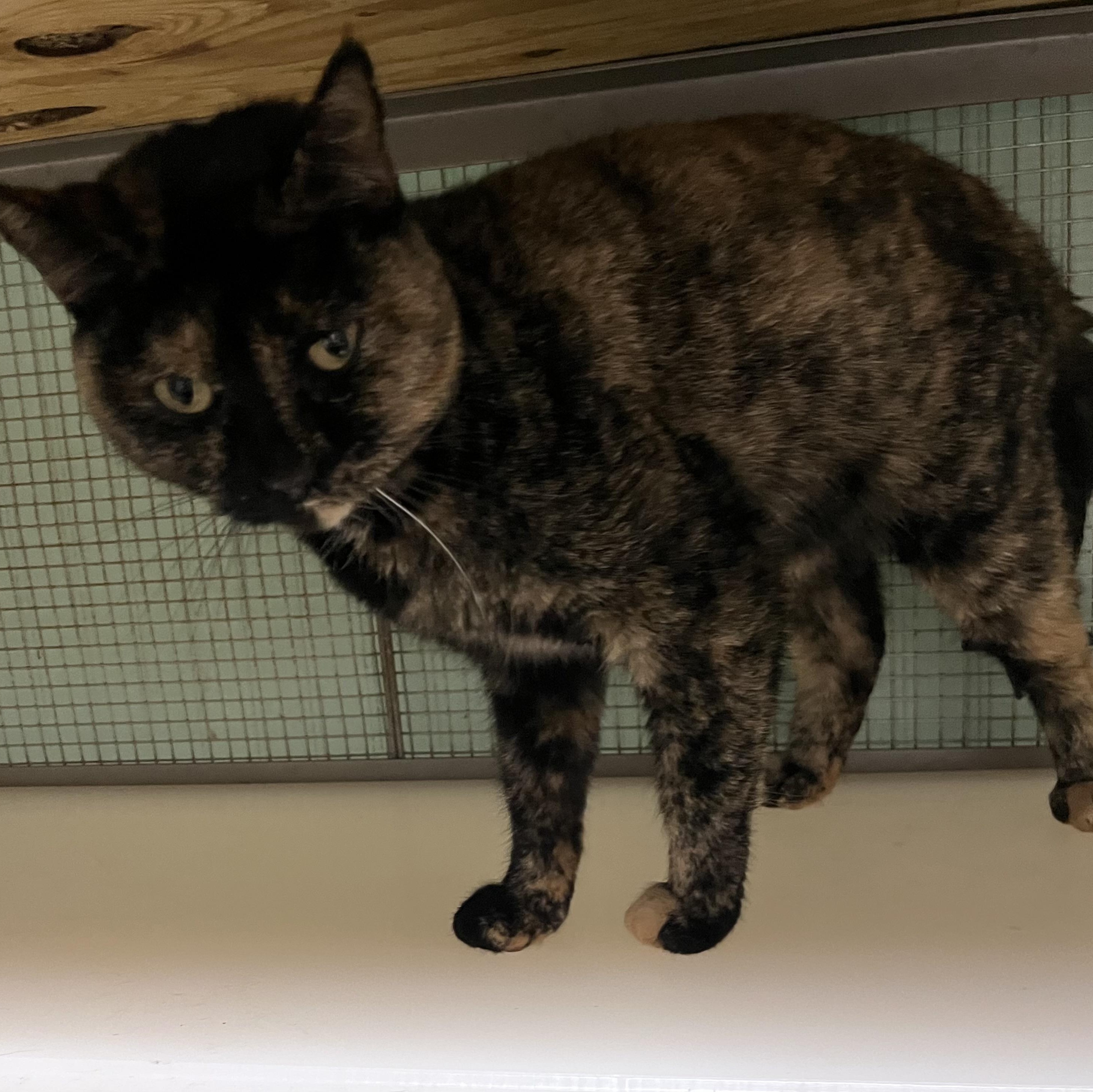 Primrose/Rosie, a Adoptable Domestic Short Hair in Cortland, NY image 2/5