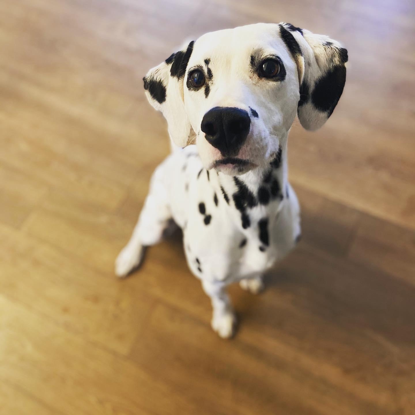 Annabelleduluth   Ga thumbnail 3