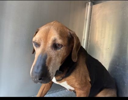 Leo, ADOPTABLE, Senior Male Foxhound & Beagle.