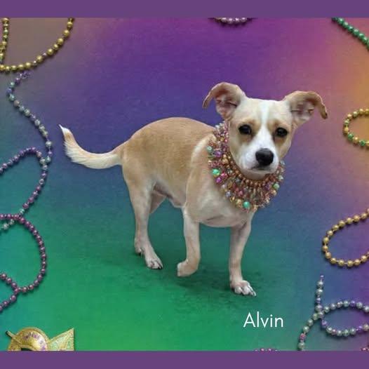 Alvin, ADOPTABLE, Young Male Scottish Terrier.