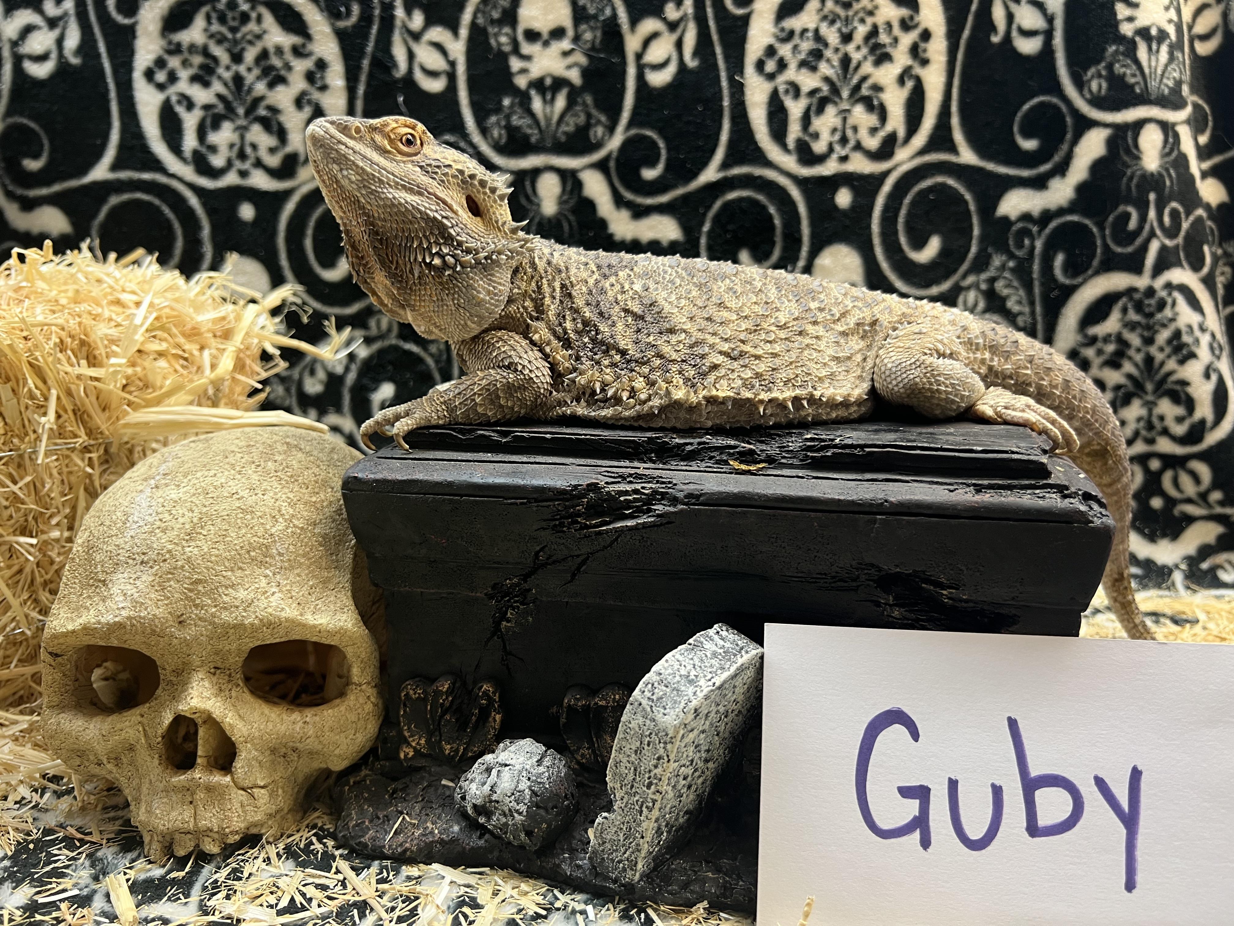 Enlarge Guby, a Adoptable Bearded Dragon in Tacoma, WA image 1/1