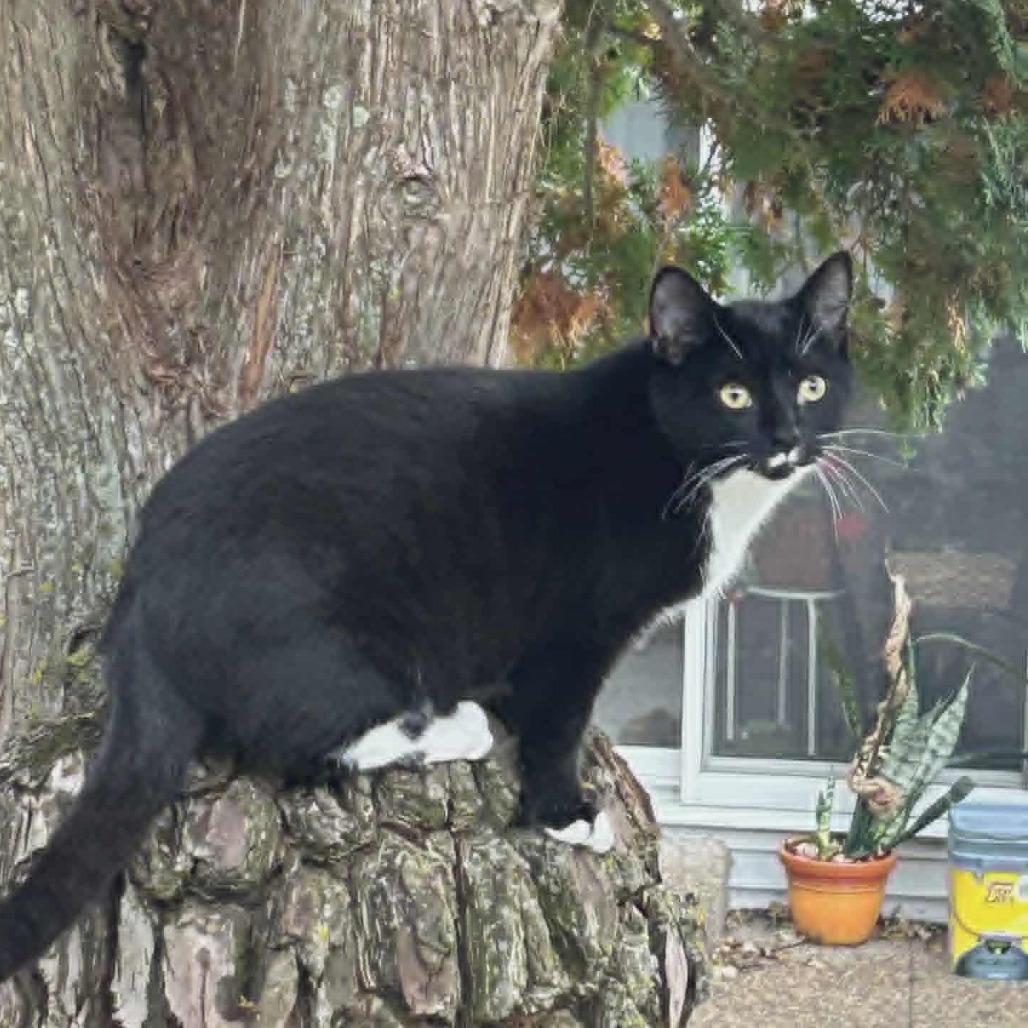 Enlarge Mustache, a Adoptable Domestic Short Hair in LYLE, MN image 1/1