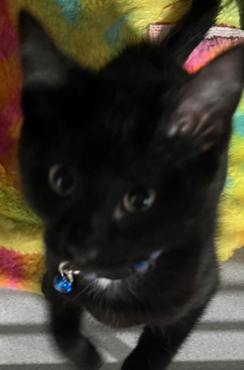 Enlarge Merlot, a ADOPTABLE Domestic Short Hair in Webster City, IA image 1/1