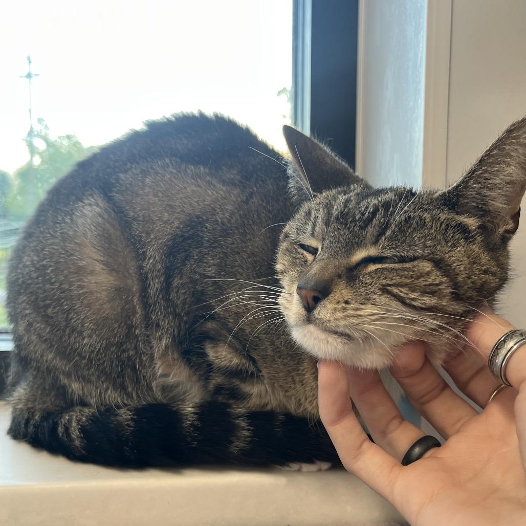 Enlarge Frappuccino, a Adoptable American Shorthair in Fort Wayne, IN image 1/6