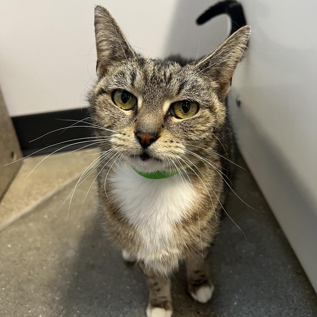 Enlarge Frappuccino, a Adoptable American Shorthair in Fort Wayne, IN image 2/6